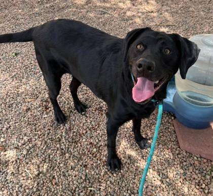 Enlarge Darla Rose, a Adoptable Black Labrador Retriever in Canon City, CO image 1/2