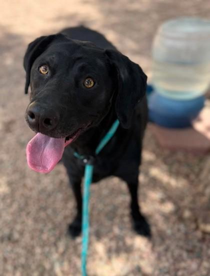 Enlarge Darla Rose, a Adoptable Black Labrador Retriever in Canon City, CO image 2/2