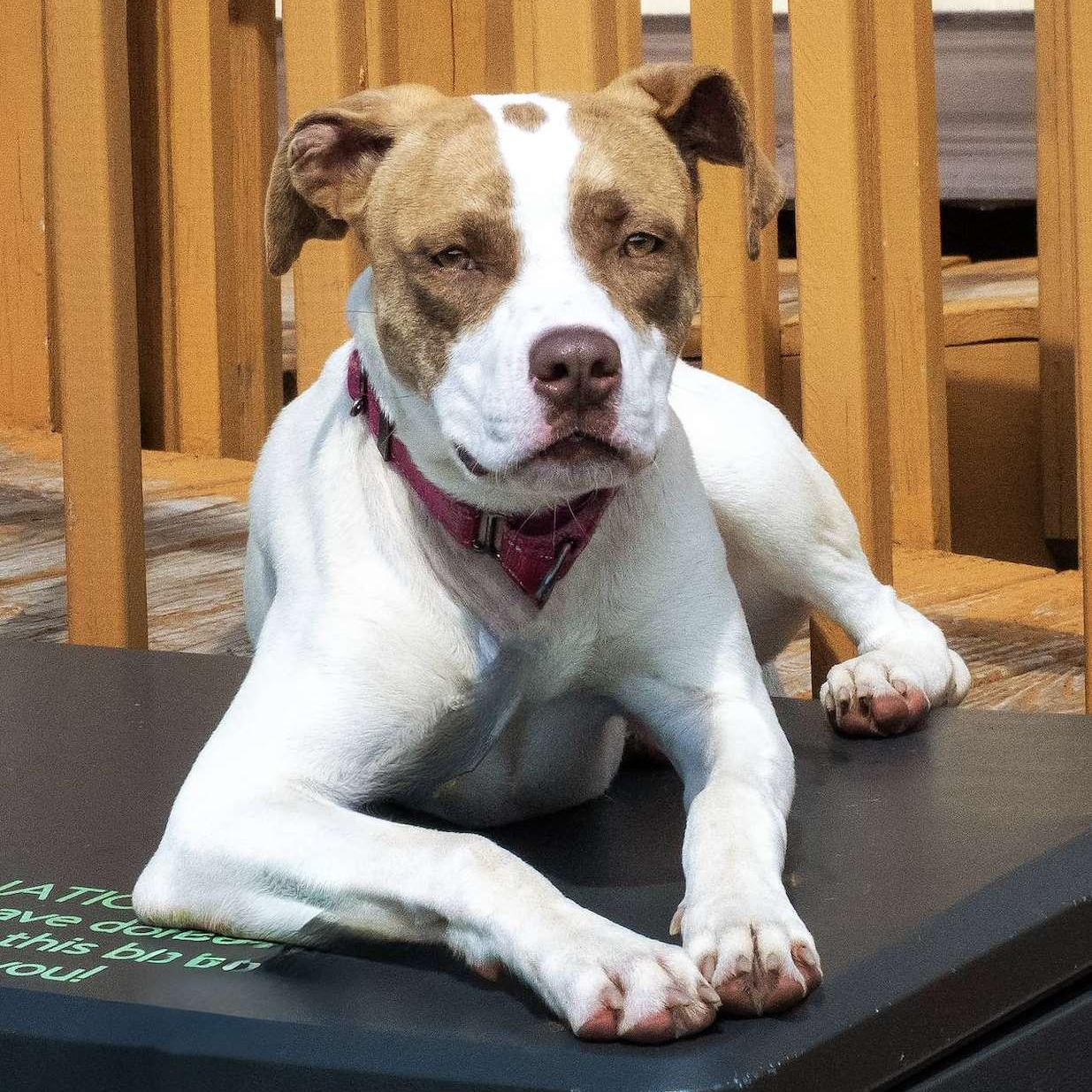 Enlarge Meg, a ADOPTABLE mixed breed in Washington, PA image 3/6