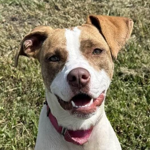 Enlarge Meg, a ADOPTABLE mixed breed in Washington, PA image 1/6