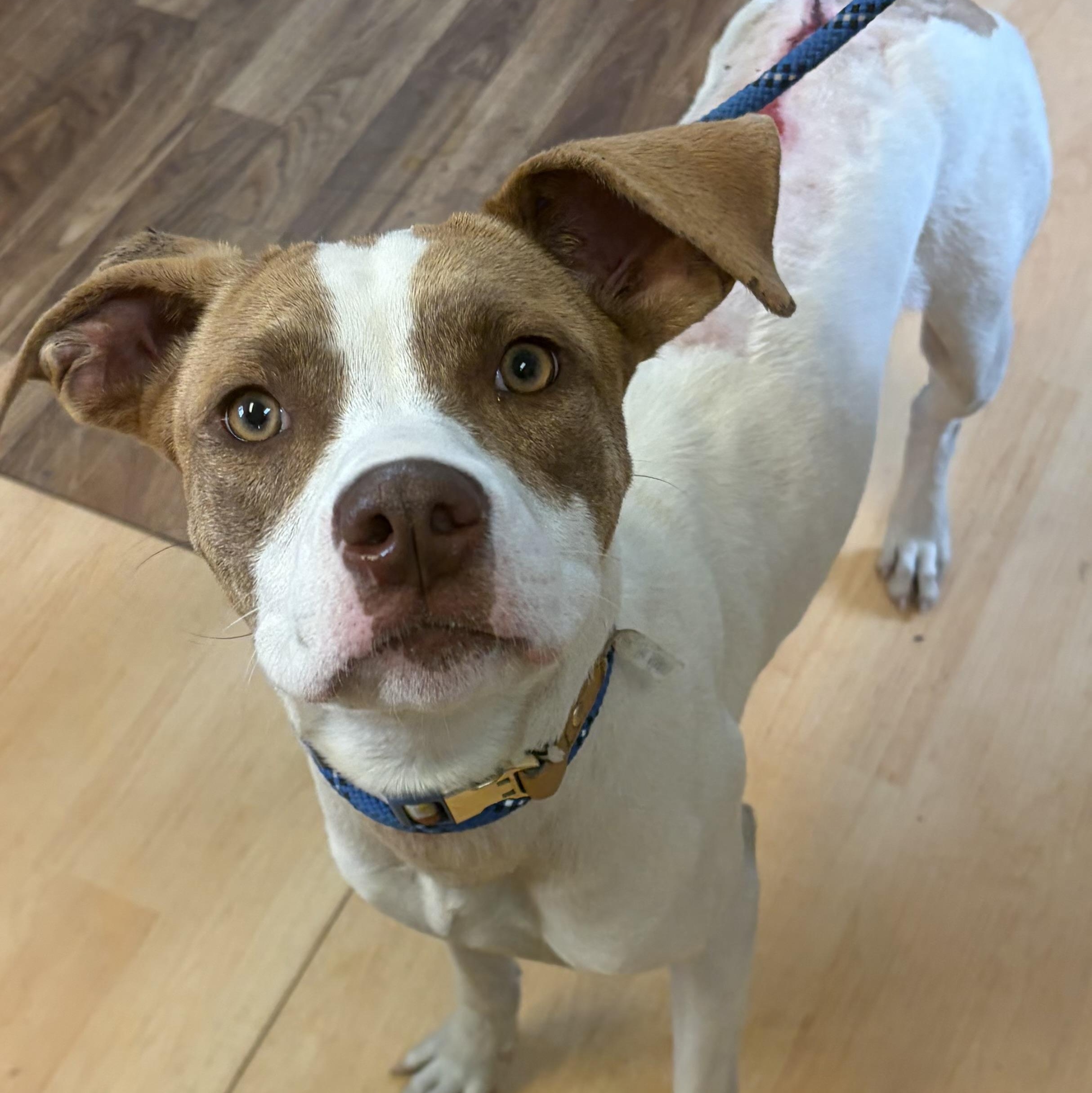 Meg, ADOPTABLE, Adult Female Mixed Breed.