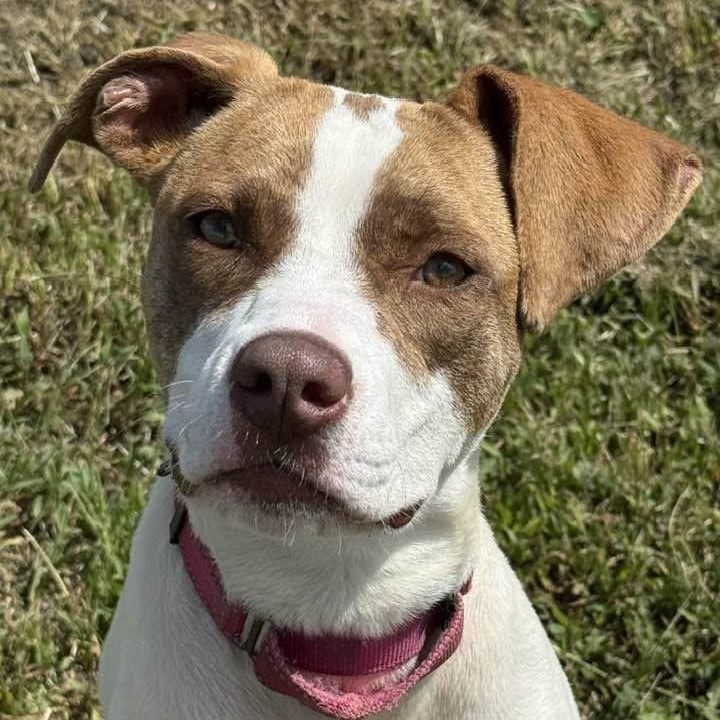 Enlarge Meg, a ADOPTABLE mixed breed in Washington, PA image 5/6