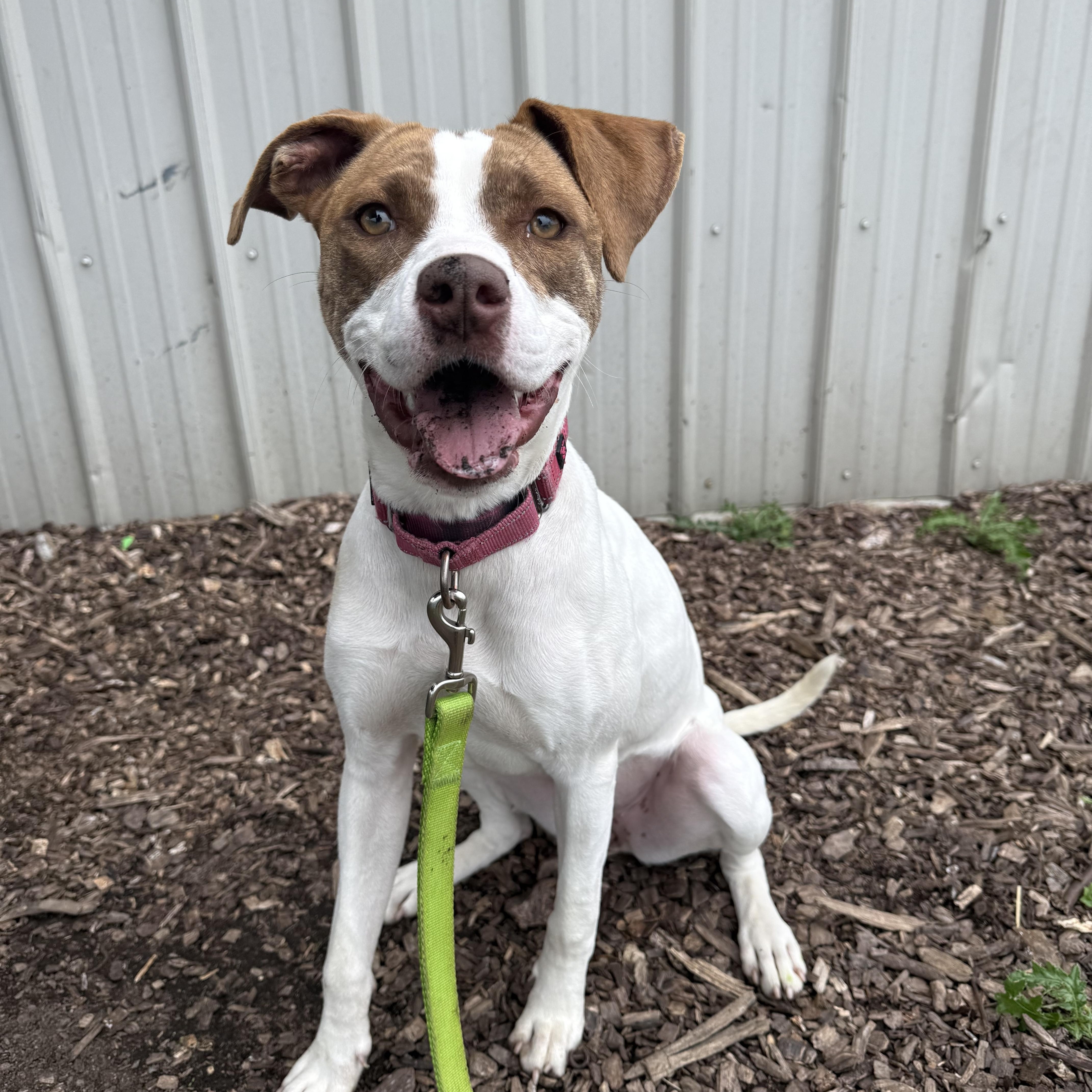 Meg, Adoptable, Adult Female Boxer & Jack Russell Terrier.