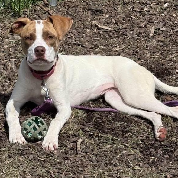 Enlarge Meg, a ADOPTABLE mixed breed in Washington, PA image 6/6