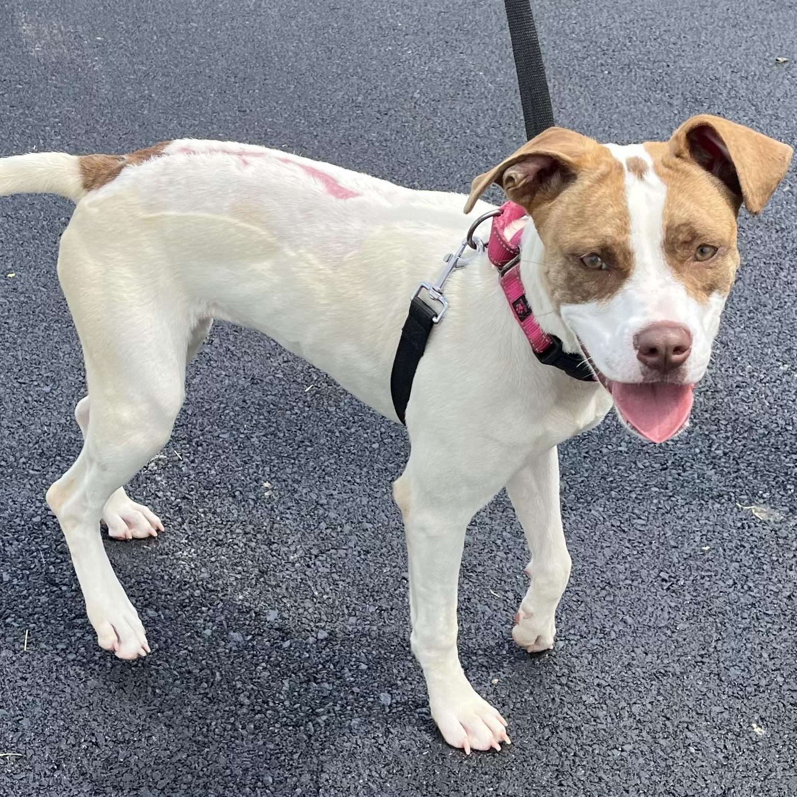 Enlarge Meg, a ADOPTABLE mixed breed in Washington, PA image 2/6