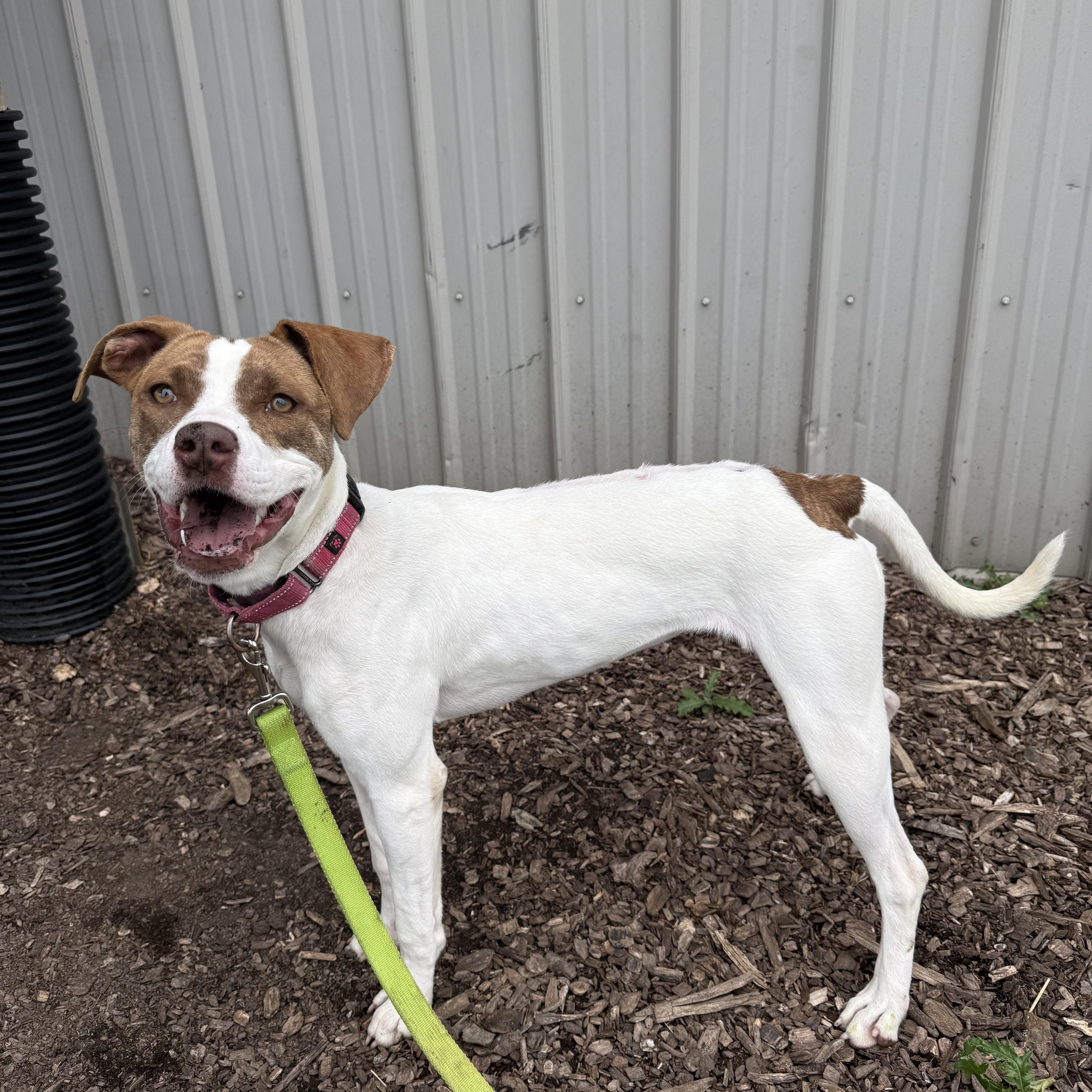 Enlarge Meg, a Adoptable mixed breed in Washington, PA image 2/6