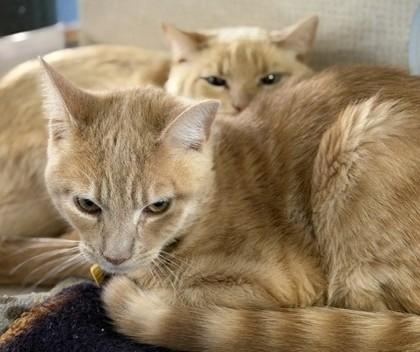 Waffleton- BONDED TO WHISKERONI, adopted, Adult Male Domestic Short Hair.