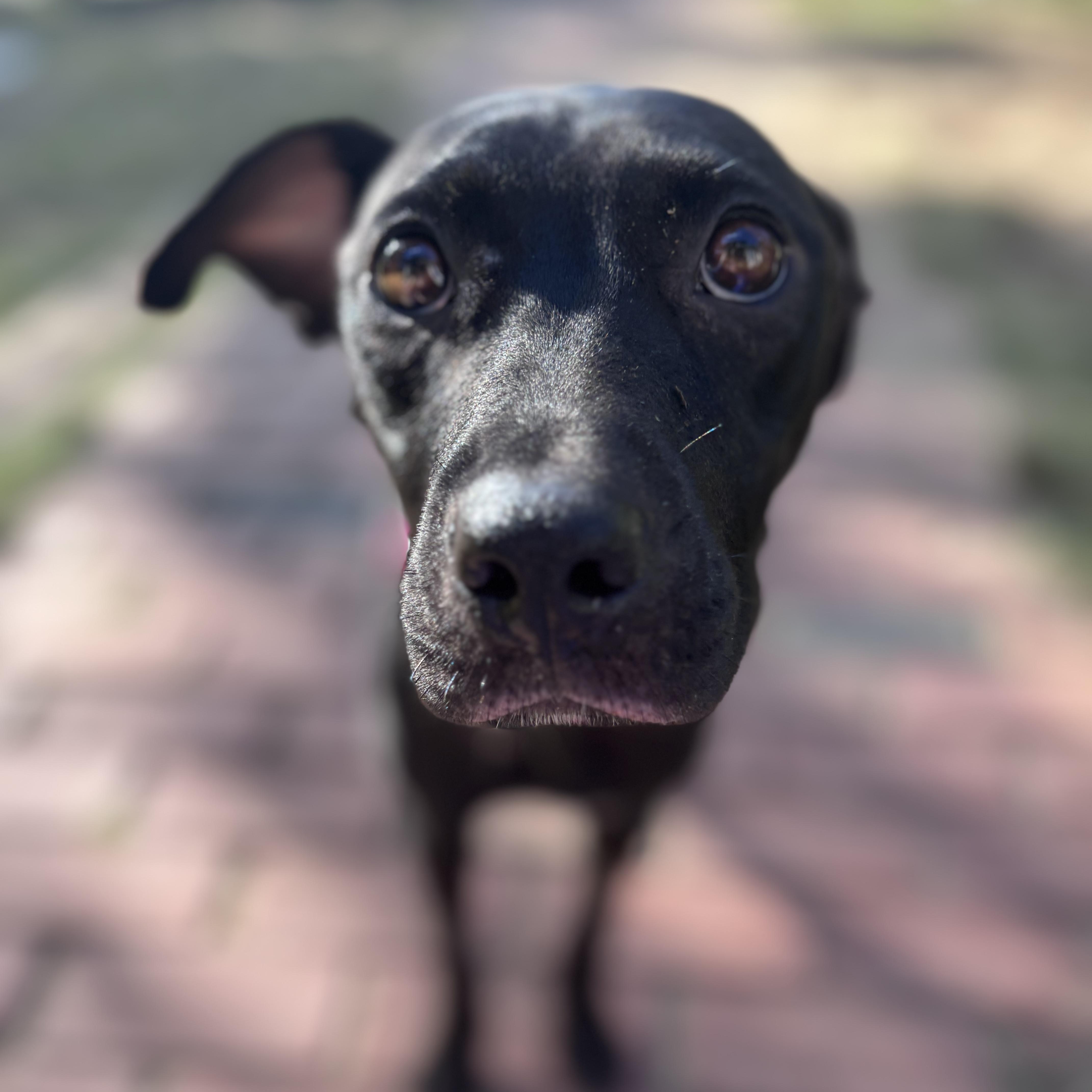 Enlarge Victoria Momma Rascals - Local Lady, a Adoptable mixed breed in Andover, MA image 1/6
