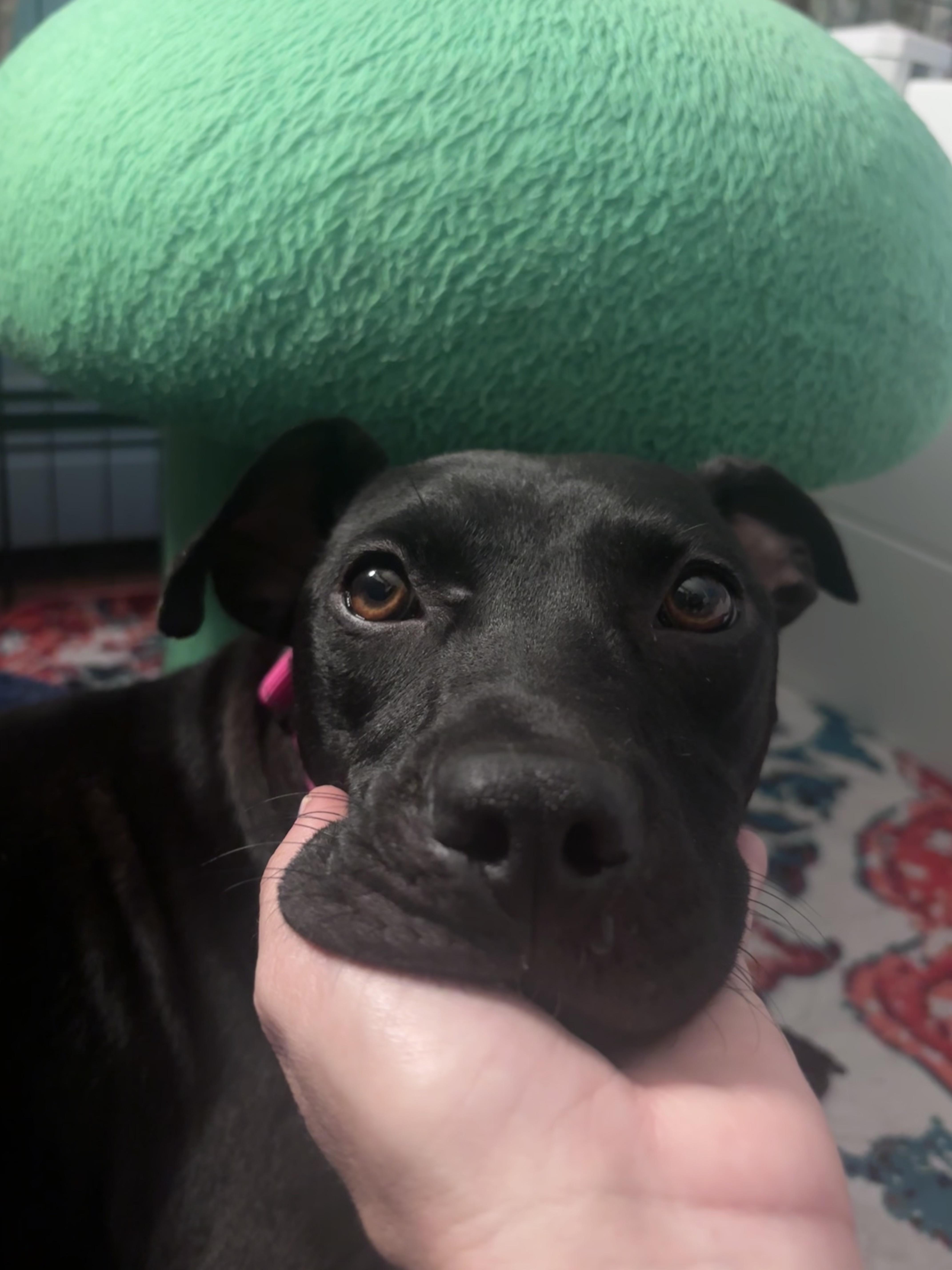 Enlarge Victoria Momma Rascals - Local Lady, a Adoptable mixed breed in Andover, MA image 3/6