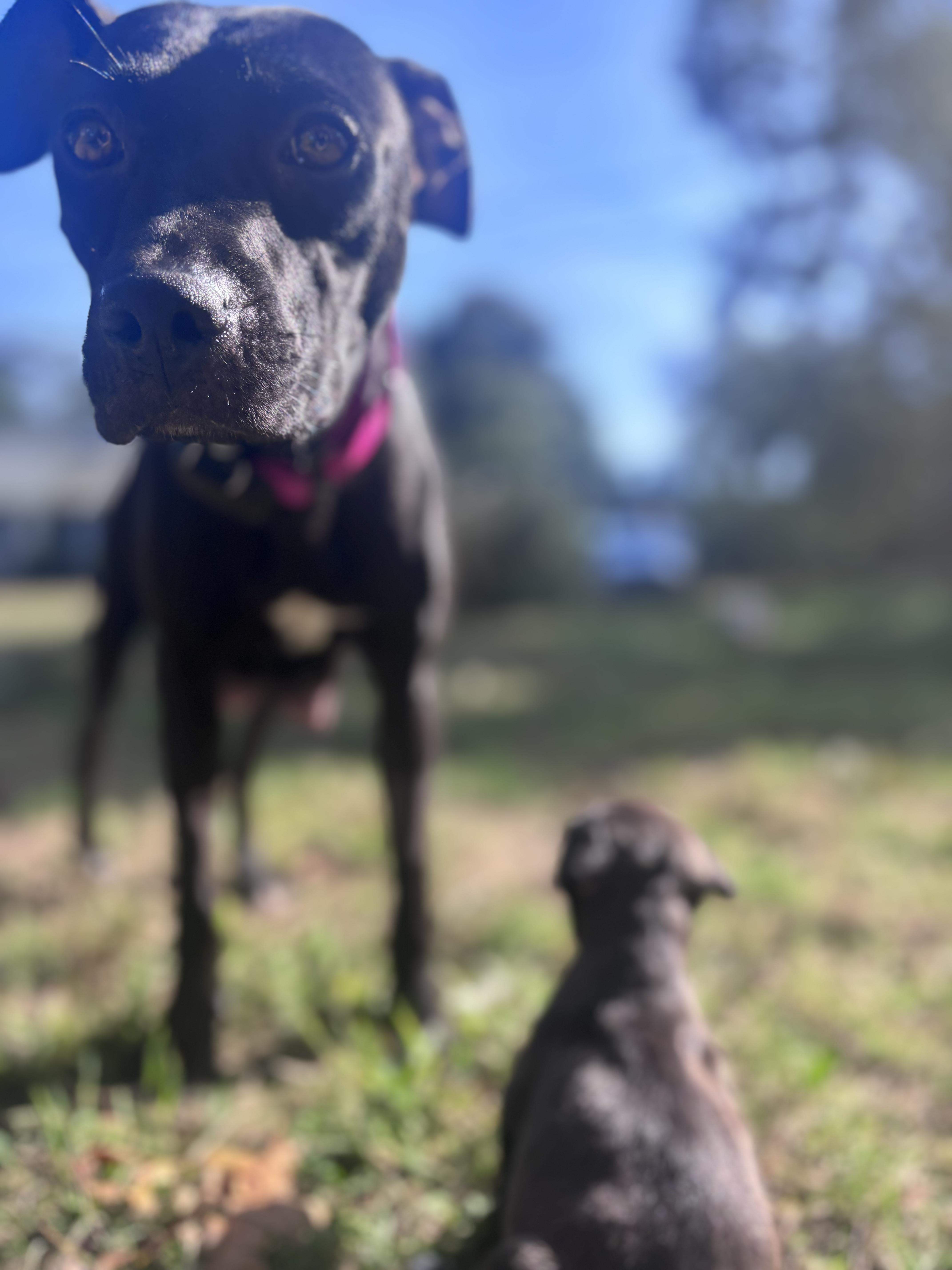 Enlarge Victoria Momma Rascals - Local Lady, a Adoptable mixed breed in Andover, MA image 5/6