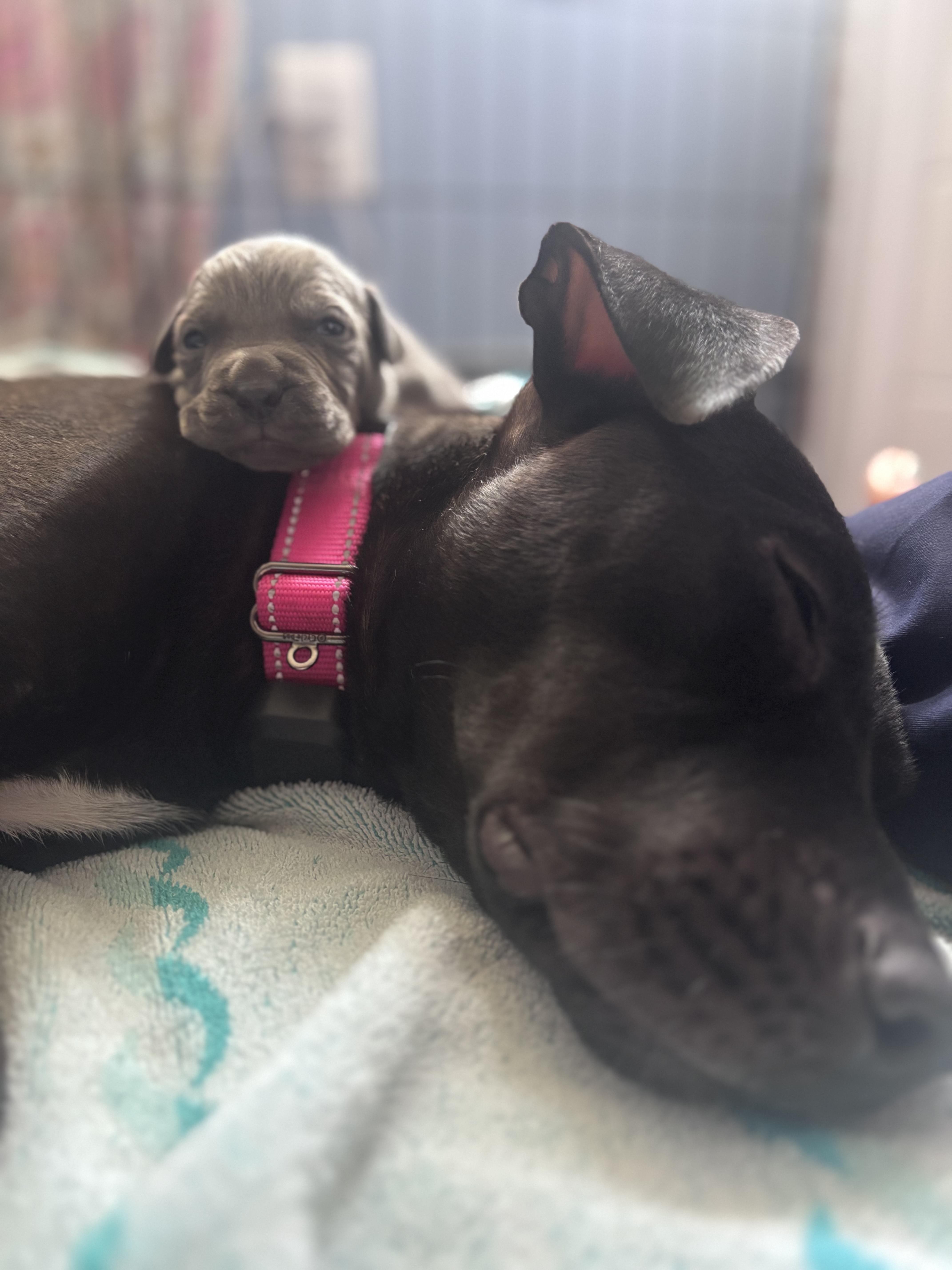 Enlarge Victoria Momma Rascals - Local Lady, a Adoptable mixed breed in Andover, MA image 2/6