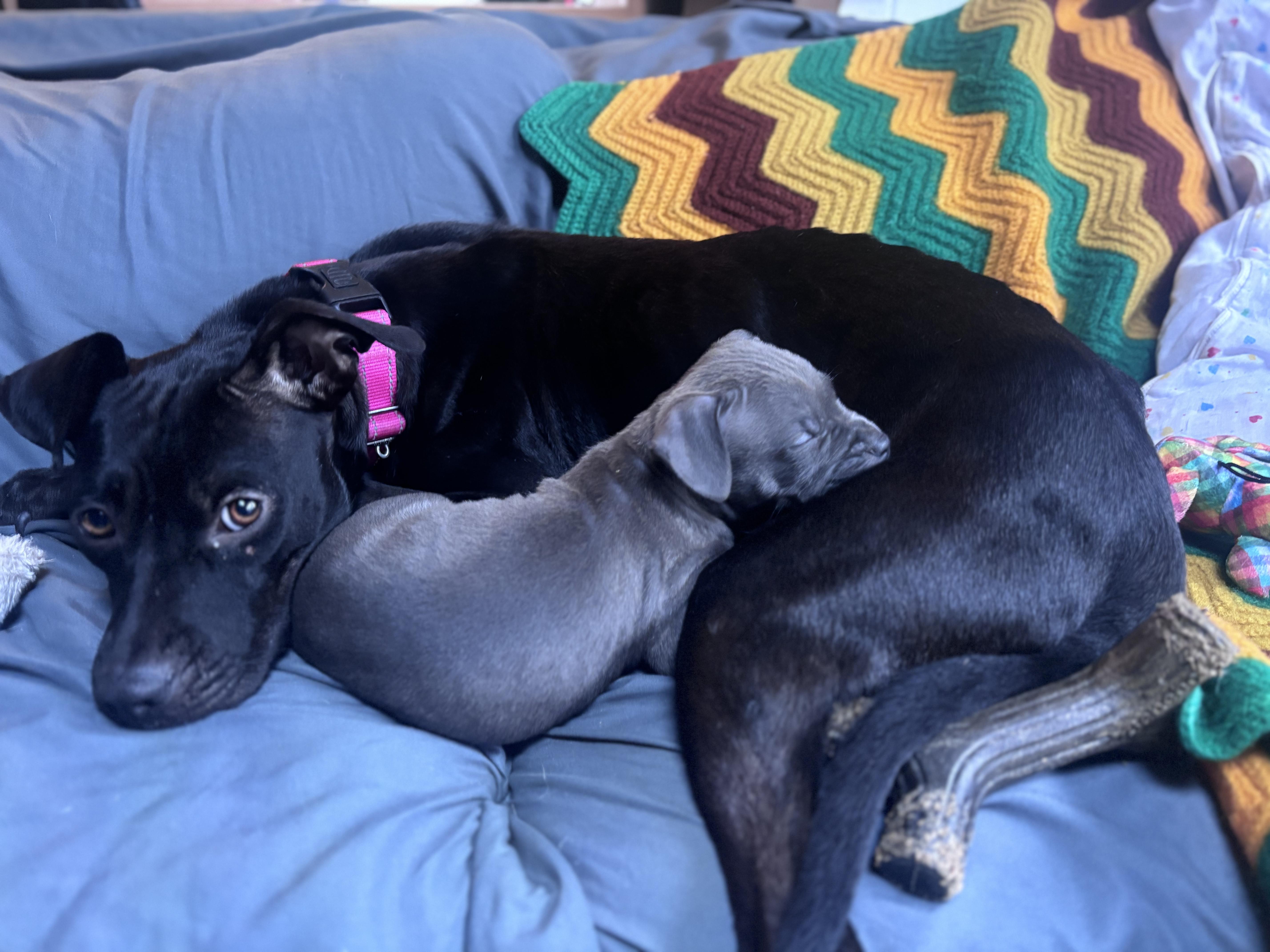Enlarge Victoria Momma Rascals - Local Lady, a Adoptable mixed breed in Andover, MA image 6/6