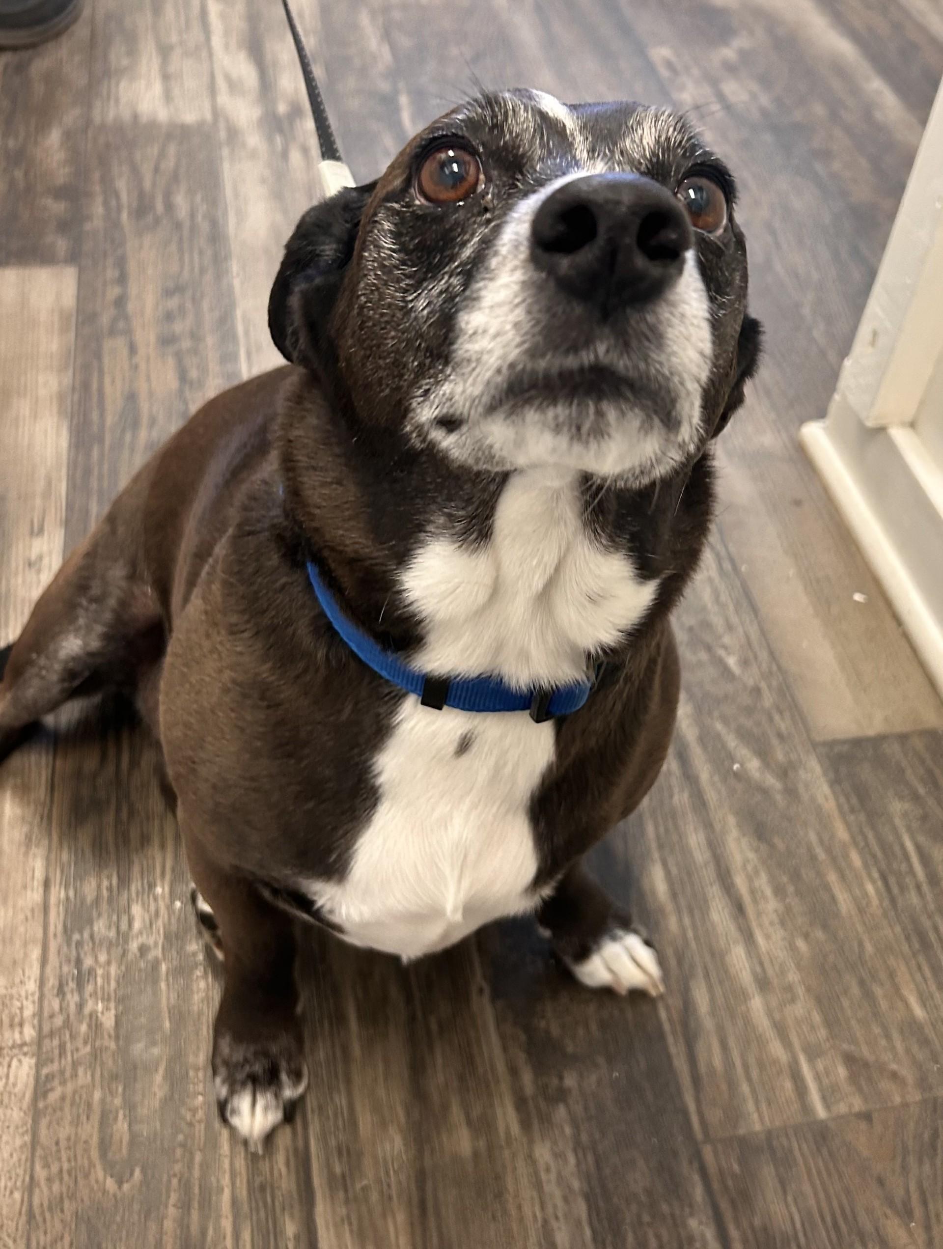 Prince, adopted, Adult Male Terrier.