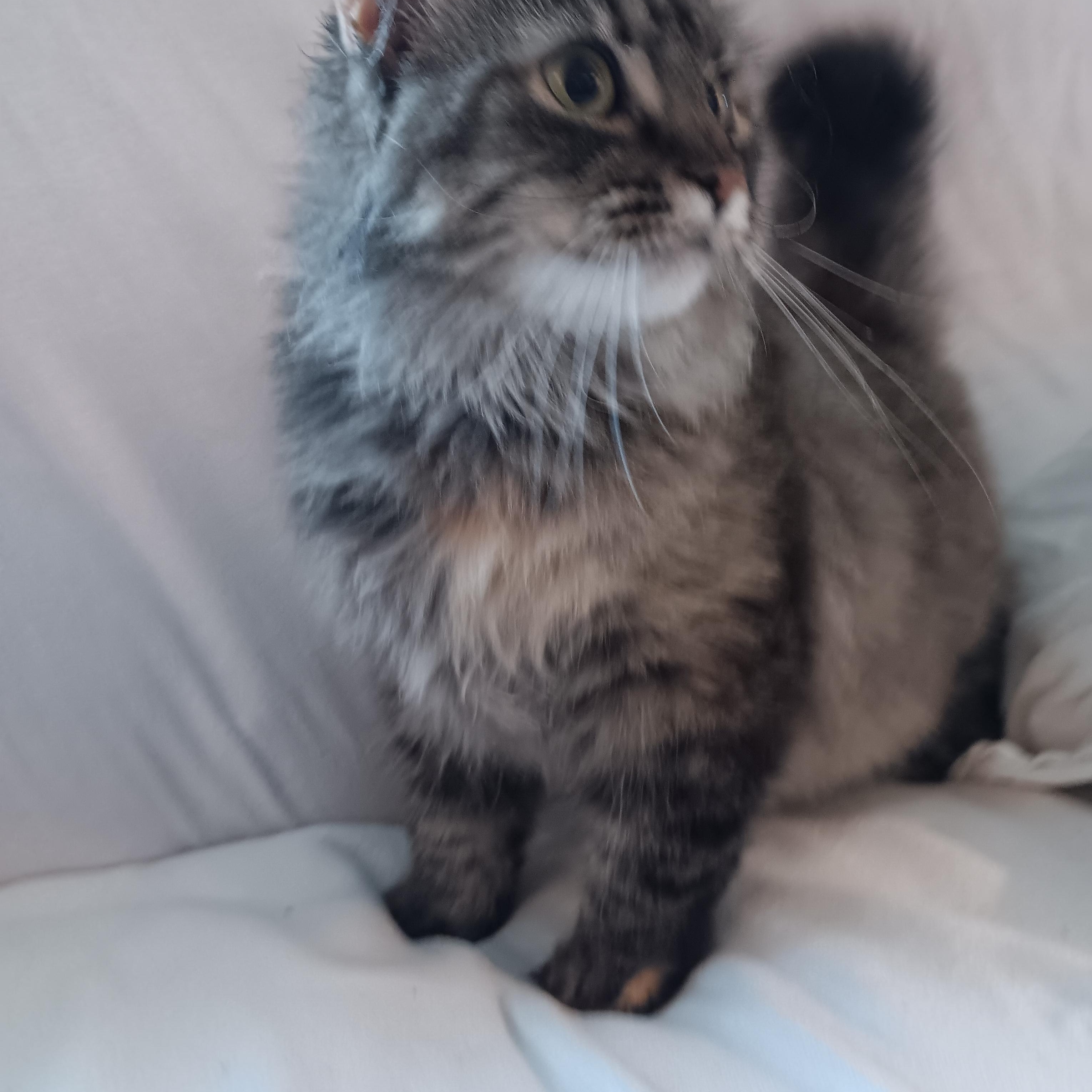 Enlarge Willow, a Adopted mixed breed in North East, MD image 2/5