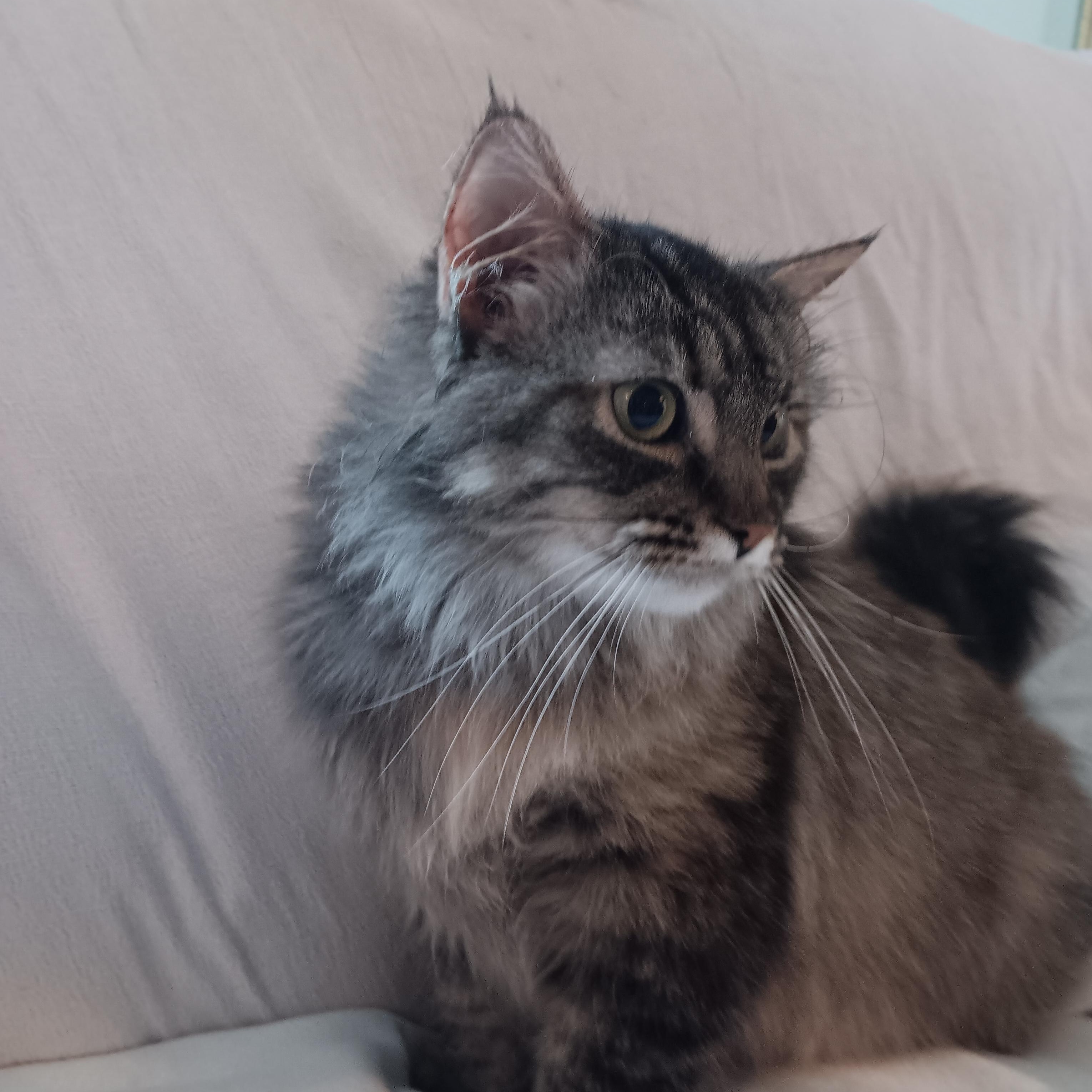 Enlarge Willow, a Adopted mixed breed in North East, MD image 3/5