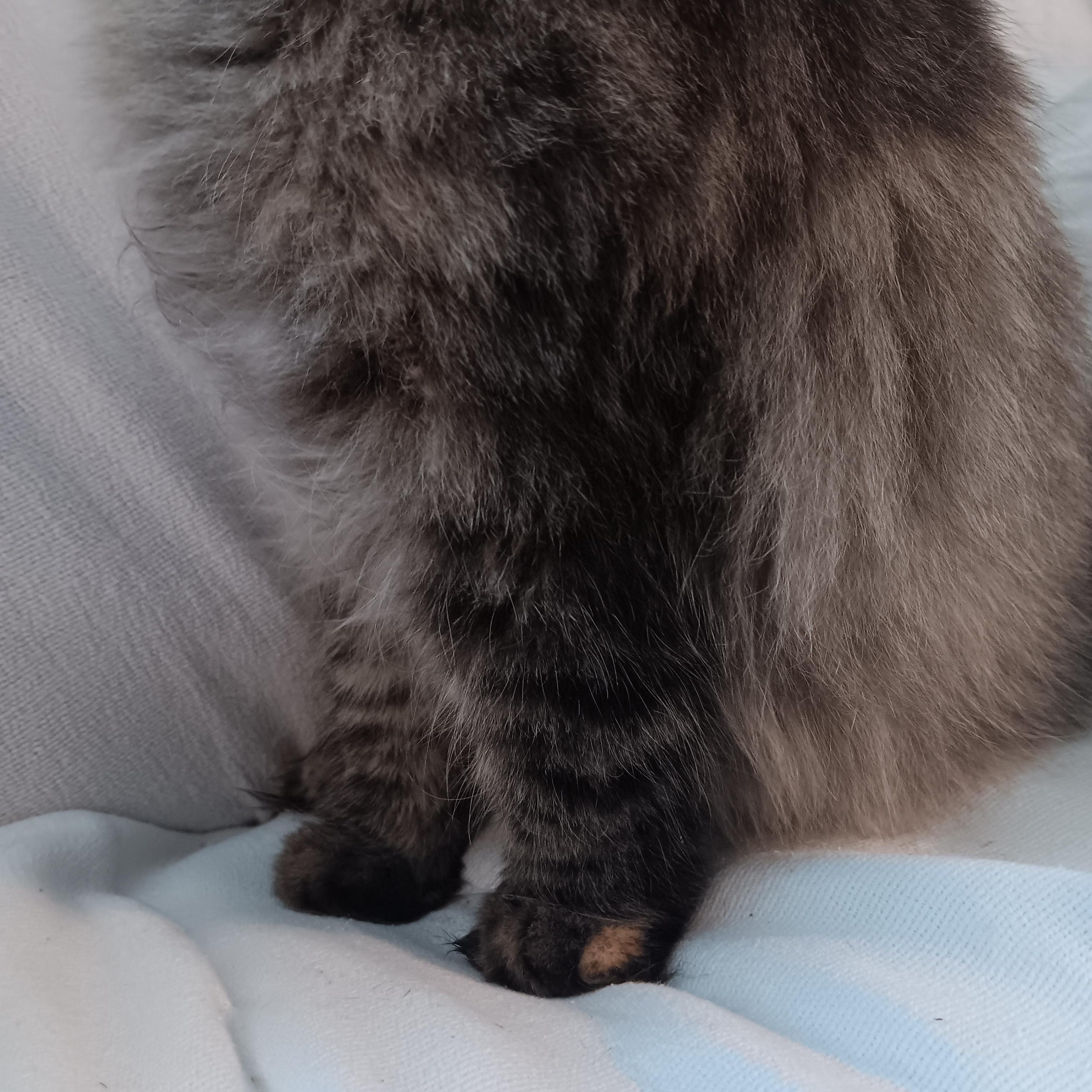 Enlarge Willow, a Adopted mixed breed in North East, MD image 5/5