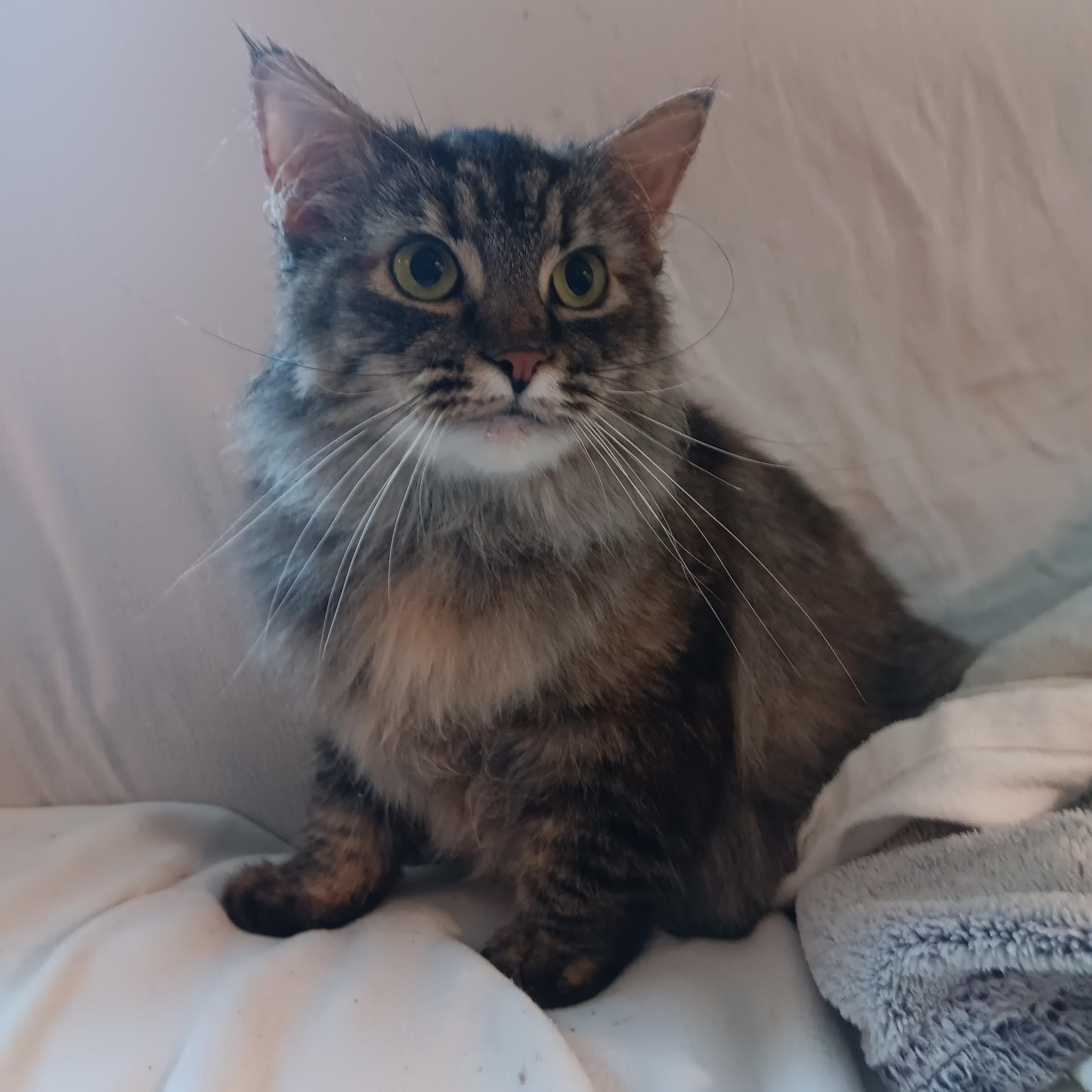 Enlarge Willow, a Adopted mixed breed in North East, MD image 4/5