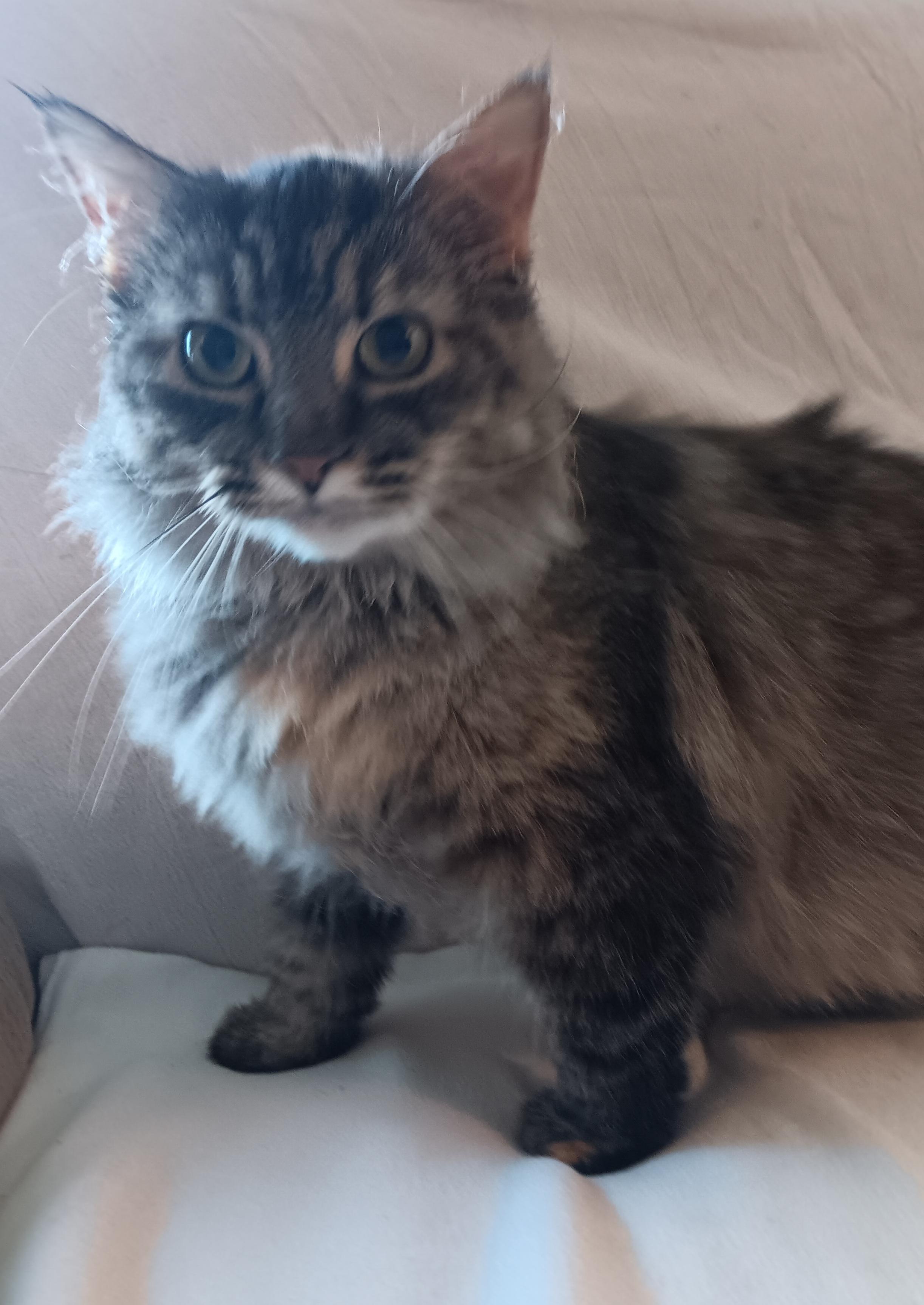 Enlarge Willow, a Adopted mixed breed in North East, MD image 1/5