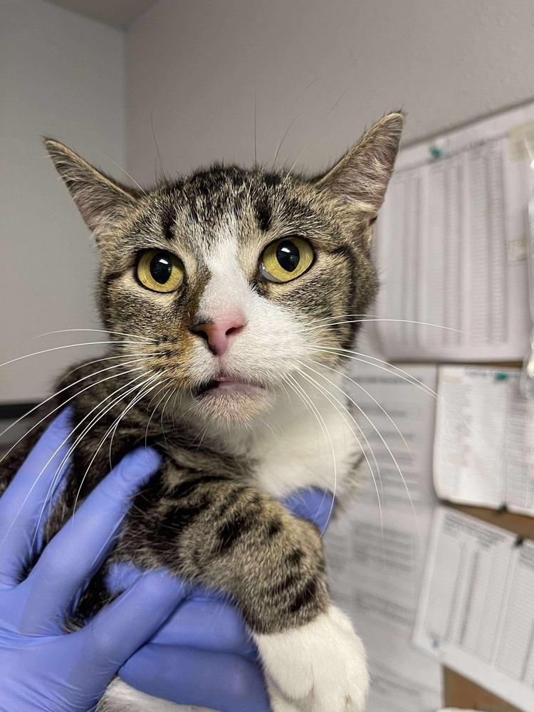 Padawan, Adoptable, Adult Female Domestic Short Hair.