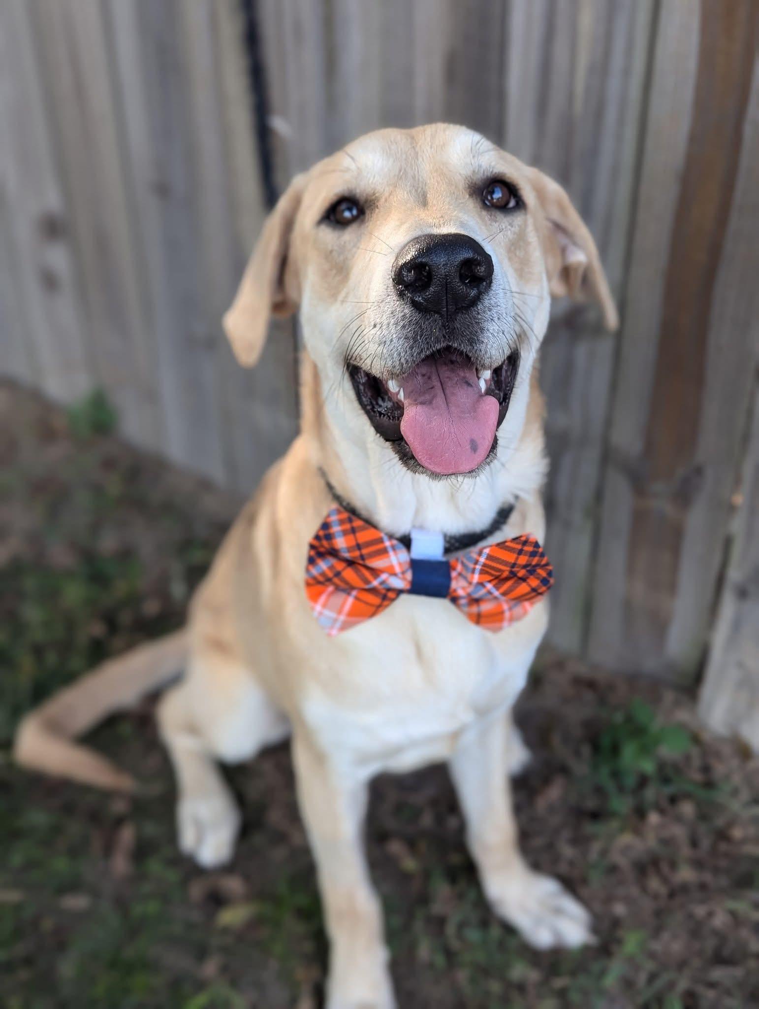 Graham Cracker, a Adoptable Mixed Breed in Mendham, NJ image 2/4