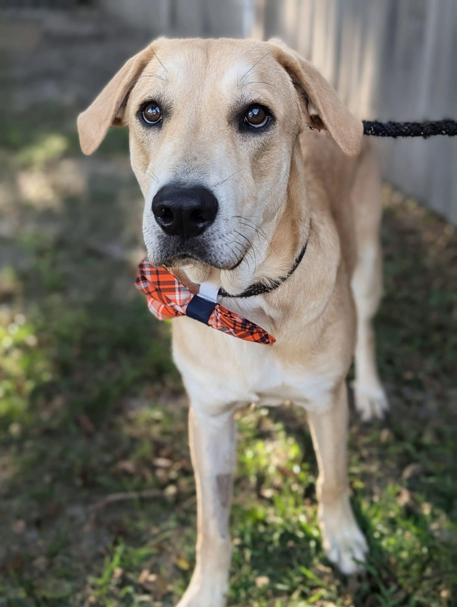 Graham Cracker, a Adoptable Mixed Breed in Mendham, NJ image 3/4