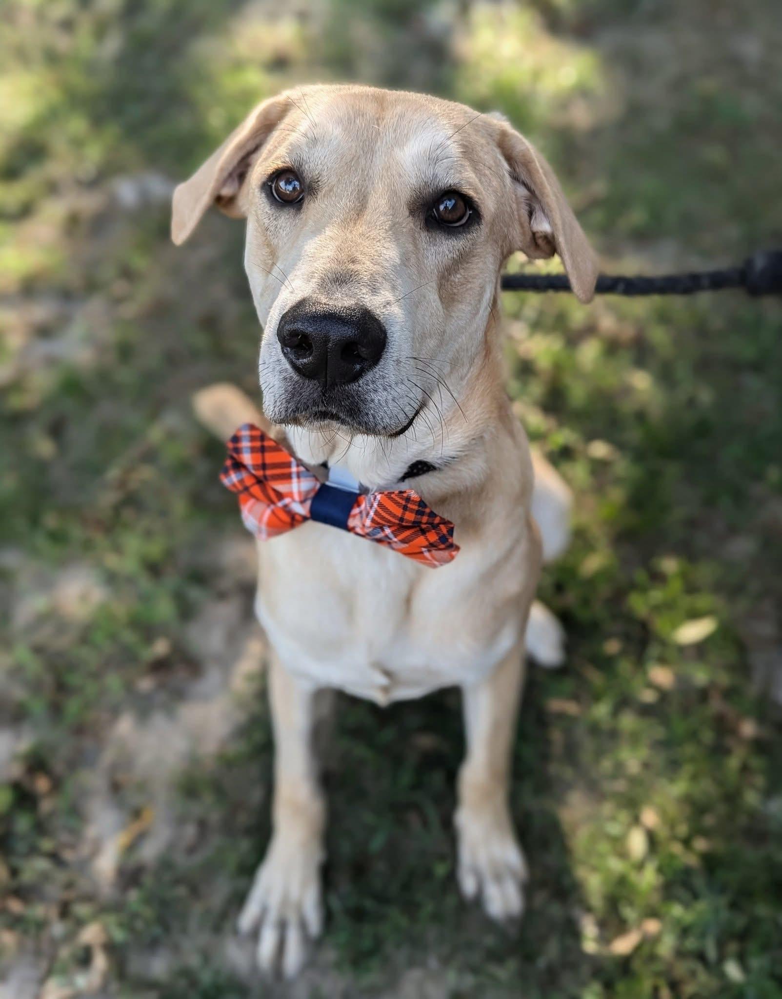 Graham Cracker, a Adoptable Mixed Breed in Mendham, NJ image 4/4