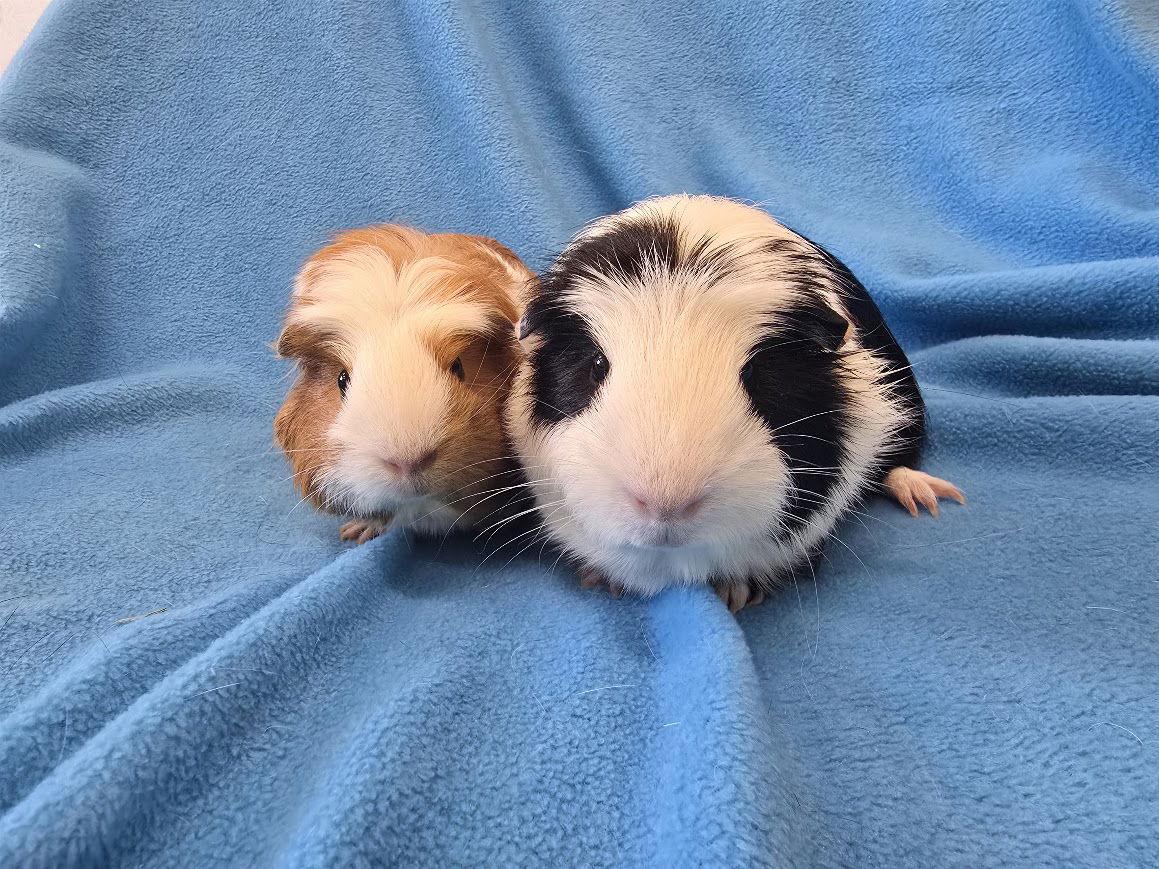 Enlarge Mai & Bugsby, a Adoptable Guinea Pig in Baton Rouge, LA image 3/3