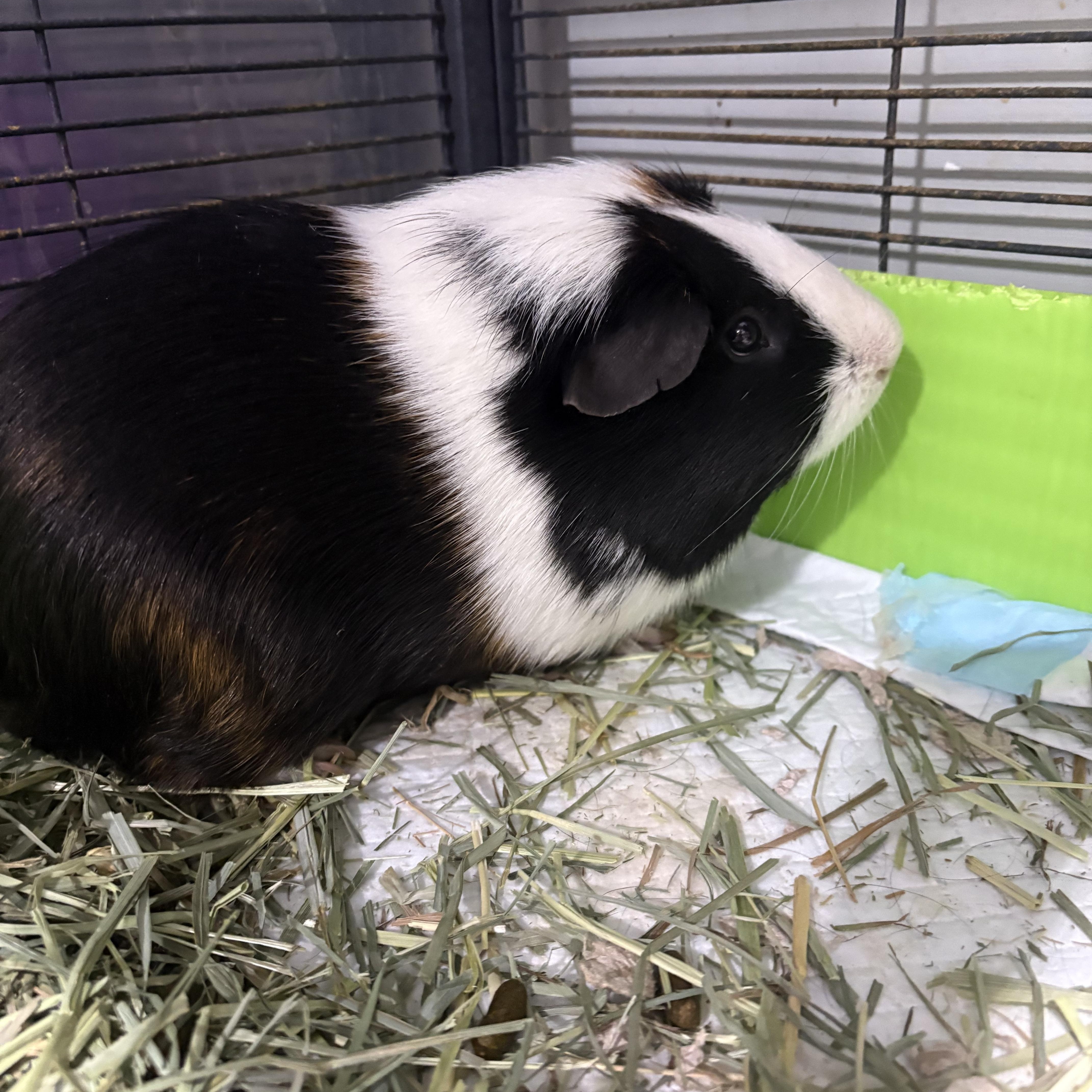 Little friend, ADOPTABLE, Adult Male Guinea Pig.