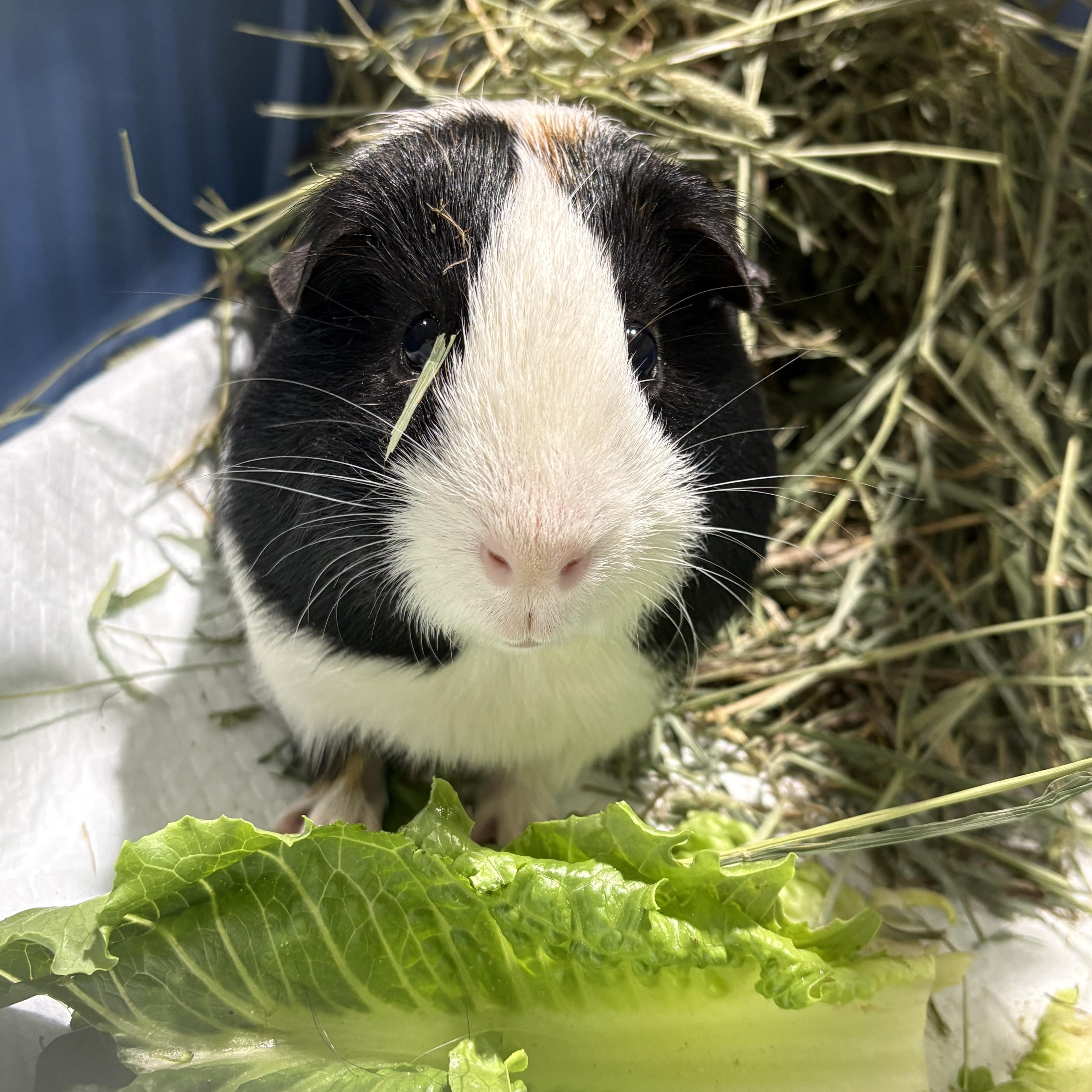 Enlarge Little friend, a ADOPTABLE Guinea Pig in Howell, NJ image 2/2