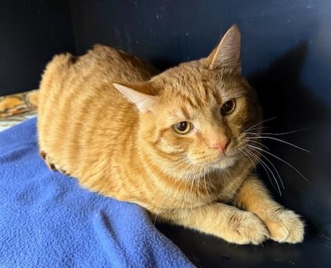 Enlarge Otto, an adopted Domestic Short Hair in Medina, OH image 1/1