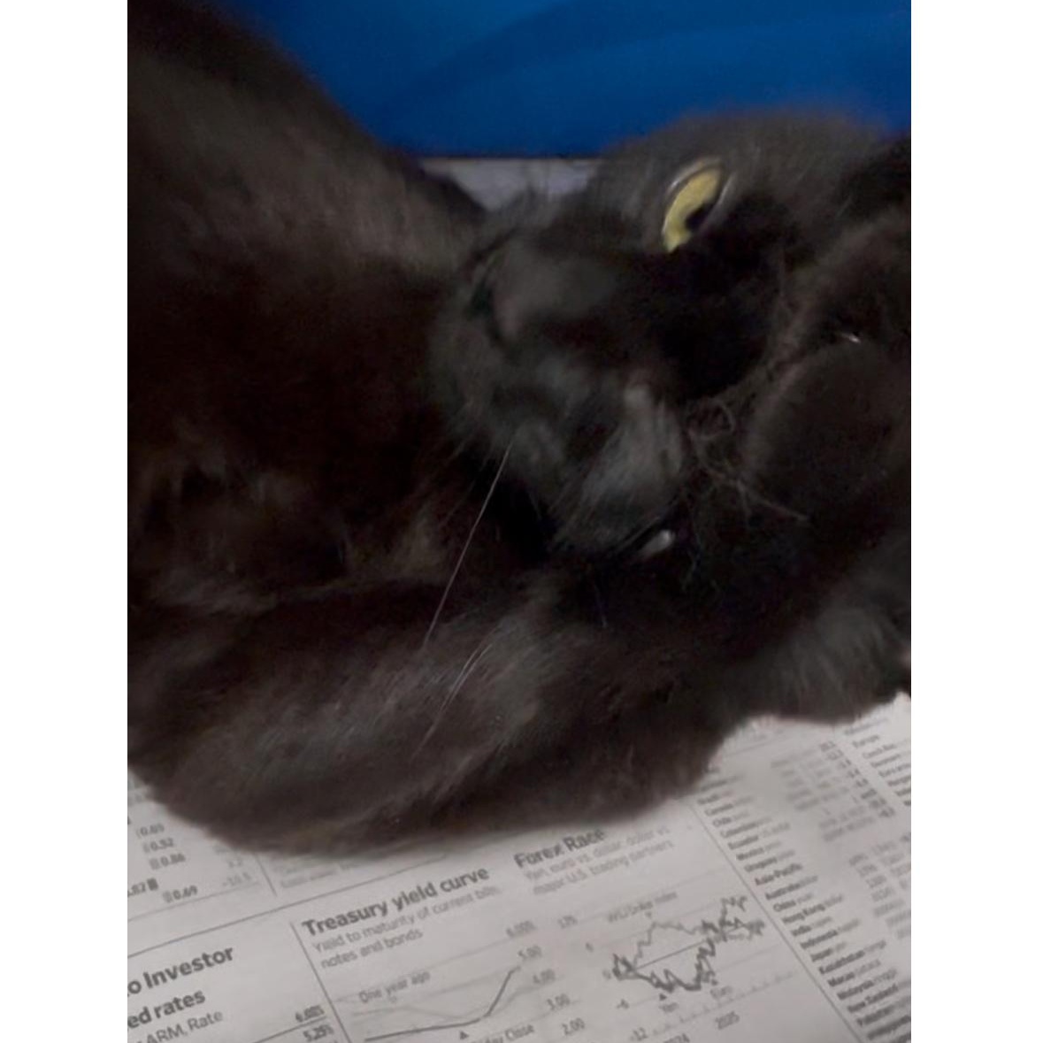 Rose, Adoptable, Young Female Domestic Short Hair.