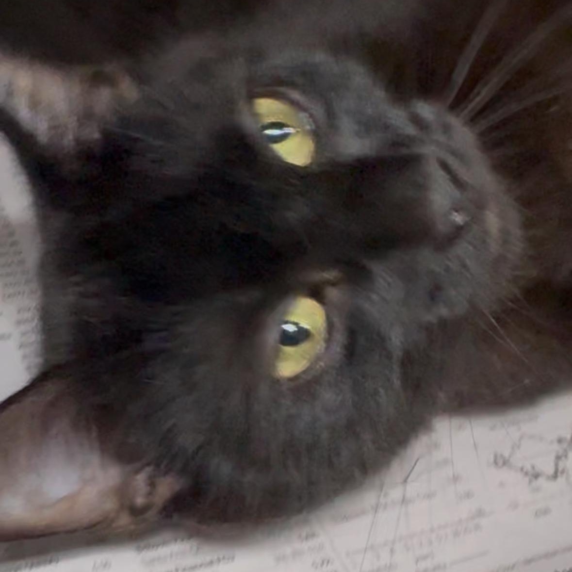 Rose, a Adoptable Domestic Short Hair in North Kingstown, RI image 2/6