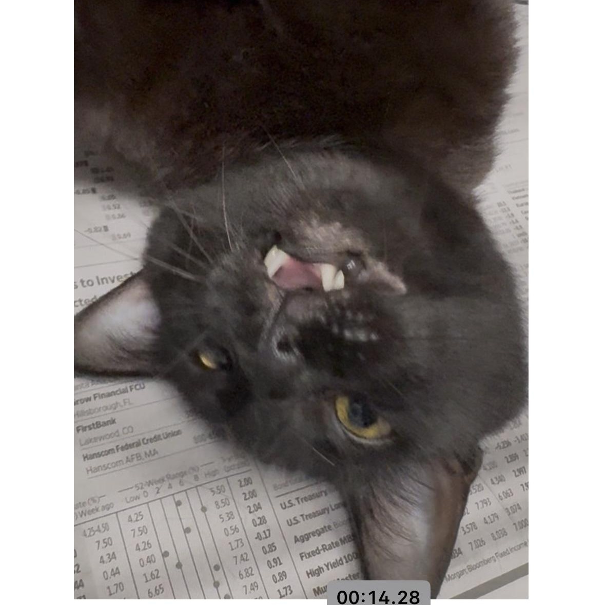 Rose, a Adoptable Domestic Short Hair in North Kingstown, RI image 3/6