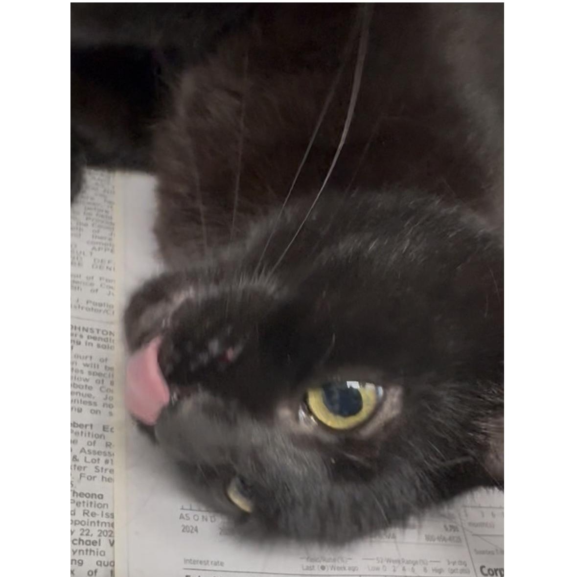 Rose, a Adoptable Domestic Short Hair in North Kingstown, RI image 4/6