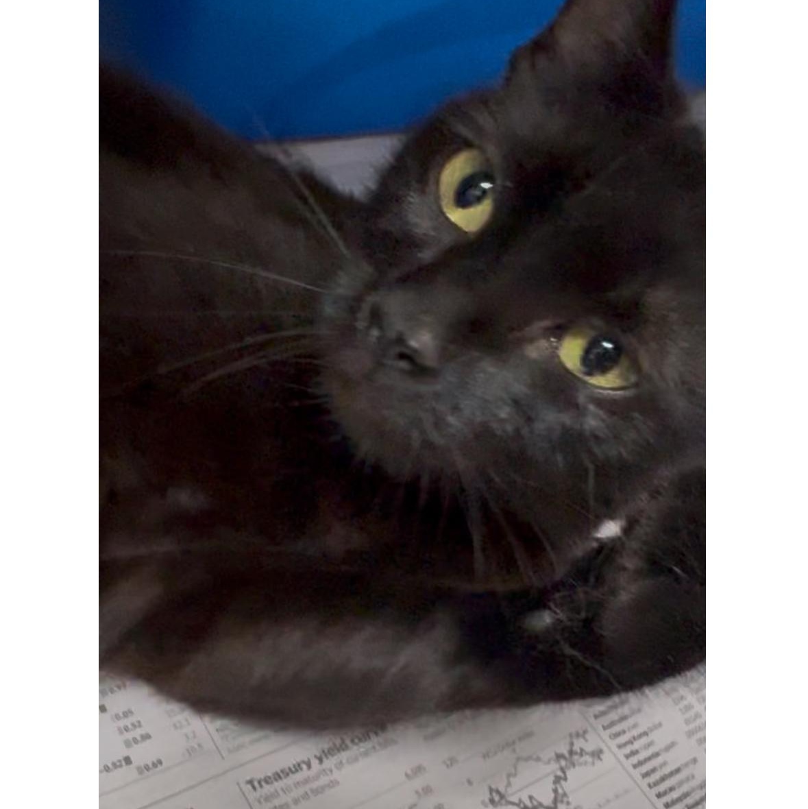 Rose, a Adoptable Domestic Short Hair in North Kingstown, RI image 5/6