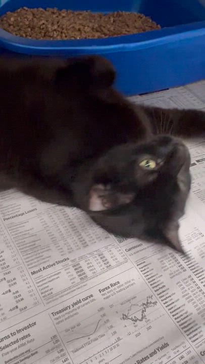 Enlarge Rose, a Adoptable Domestic Short Hair in North Kingstown, RI video 6/6