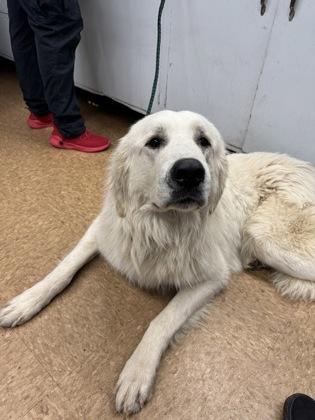 Tinsel, Adoptable, Adult Male Great Pyrenees & Mixed Breed.