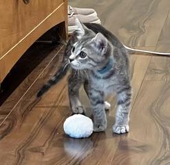 Latte-Smooth & Sweet, an adopted Tabby in Laurel, MD image 5/6