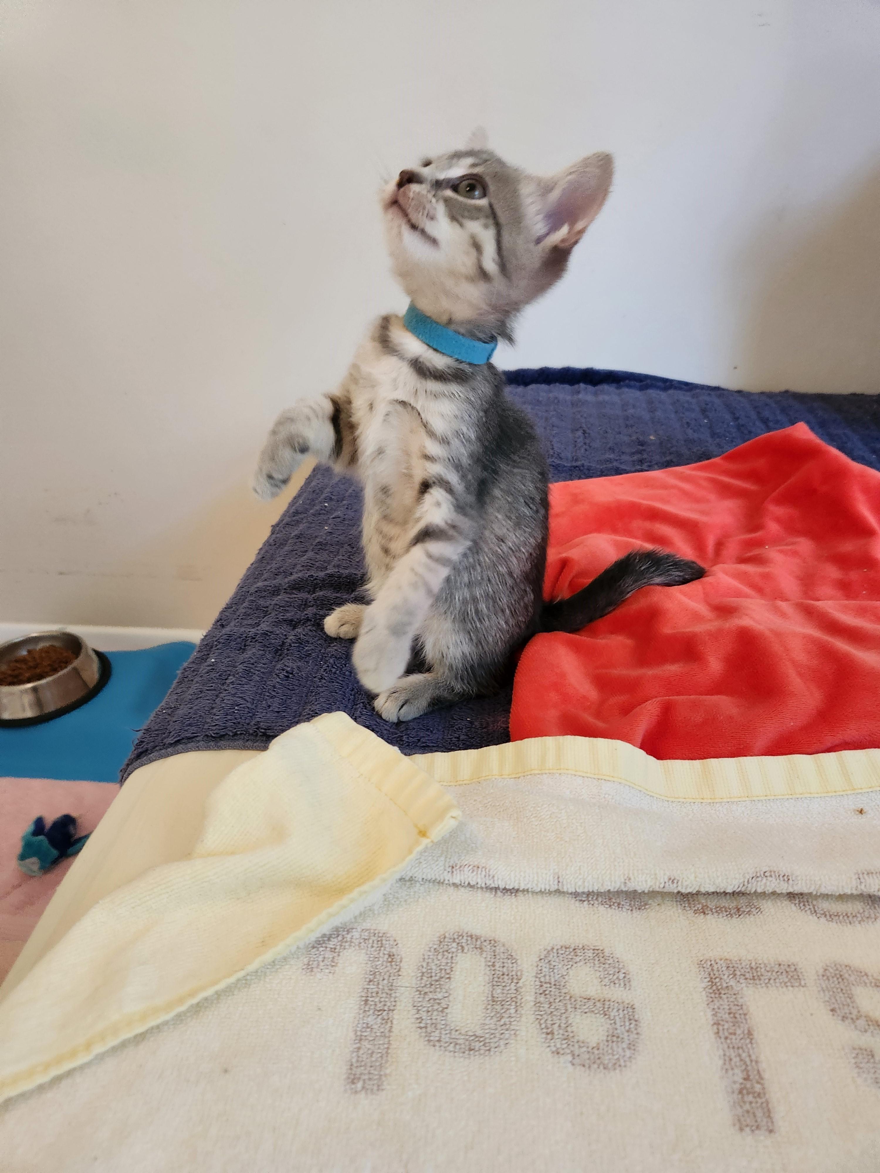 Enlarge Latte-Smooth & Sweet, a Adoptable Tabby in Laurel, MD image 2/6