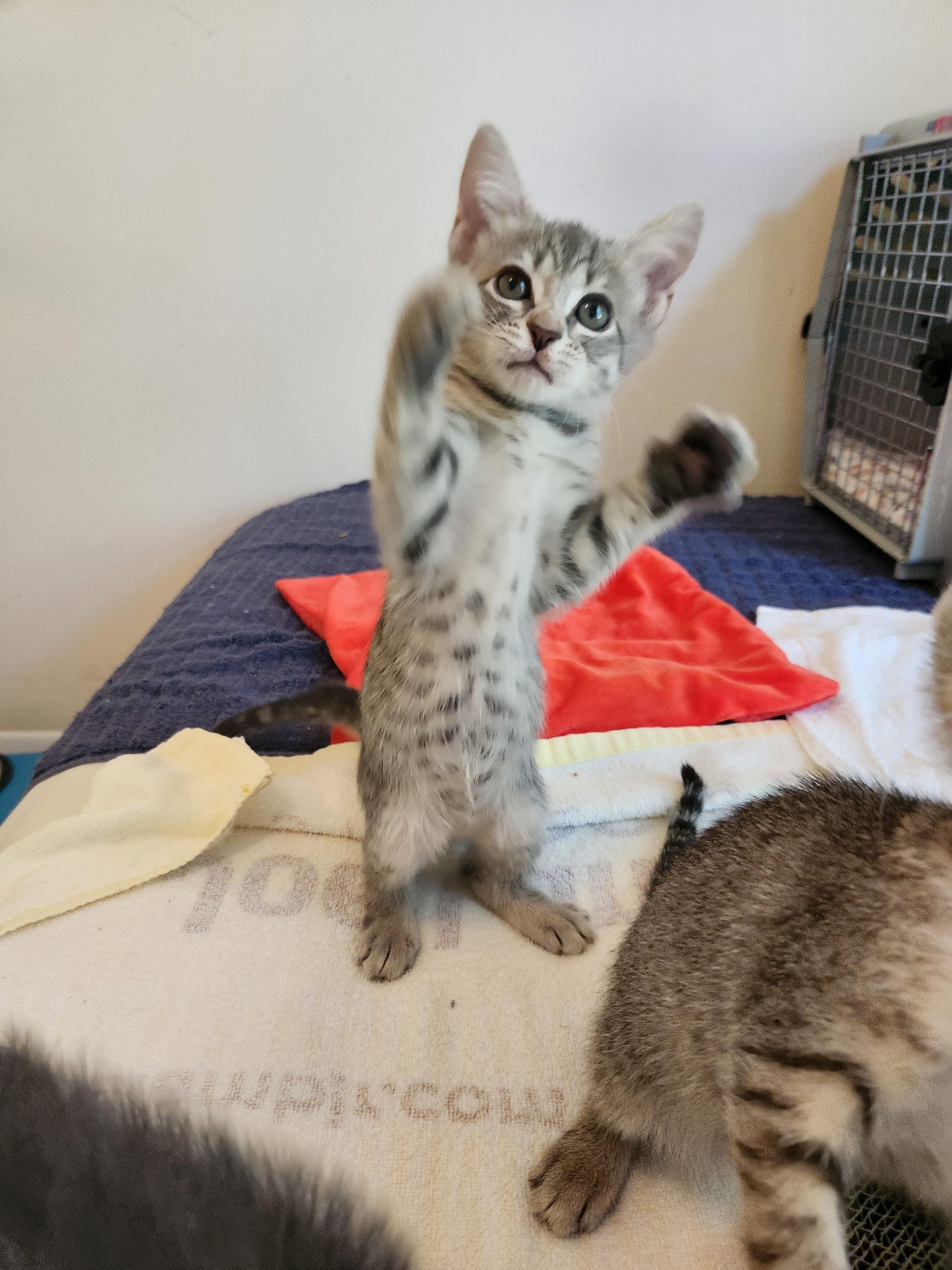 Enlarge Latte-Smooth & Sweet, a Adoptable Tabby in Laurel, MD image 4/6