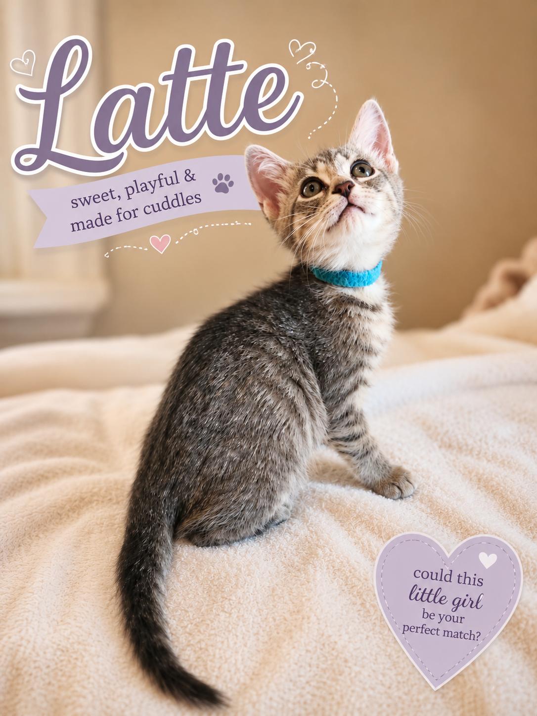 Latte-Smooth & Sweet, Adoptable, Kitten Female Tabby.
