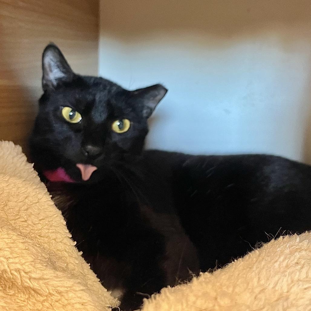 Giggle Mcdimples, Adoptable, Young Female Domestic Short Hair & Domestic Short Hair.