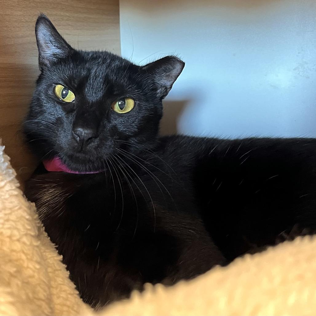 Enlarge Giggle Mcdimples, a Adoptable mixed breed in Englewood, FL image 2/6