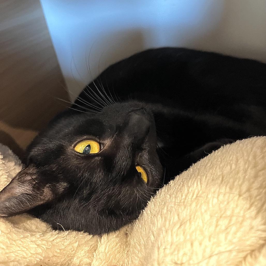 Enlarge Giggle Mcdimples, a Adoptable mixed breed in Englewood, FL image 3/6