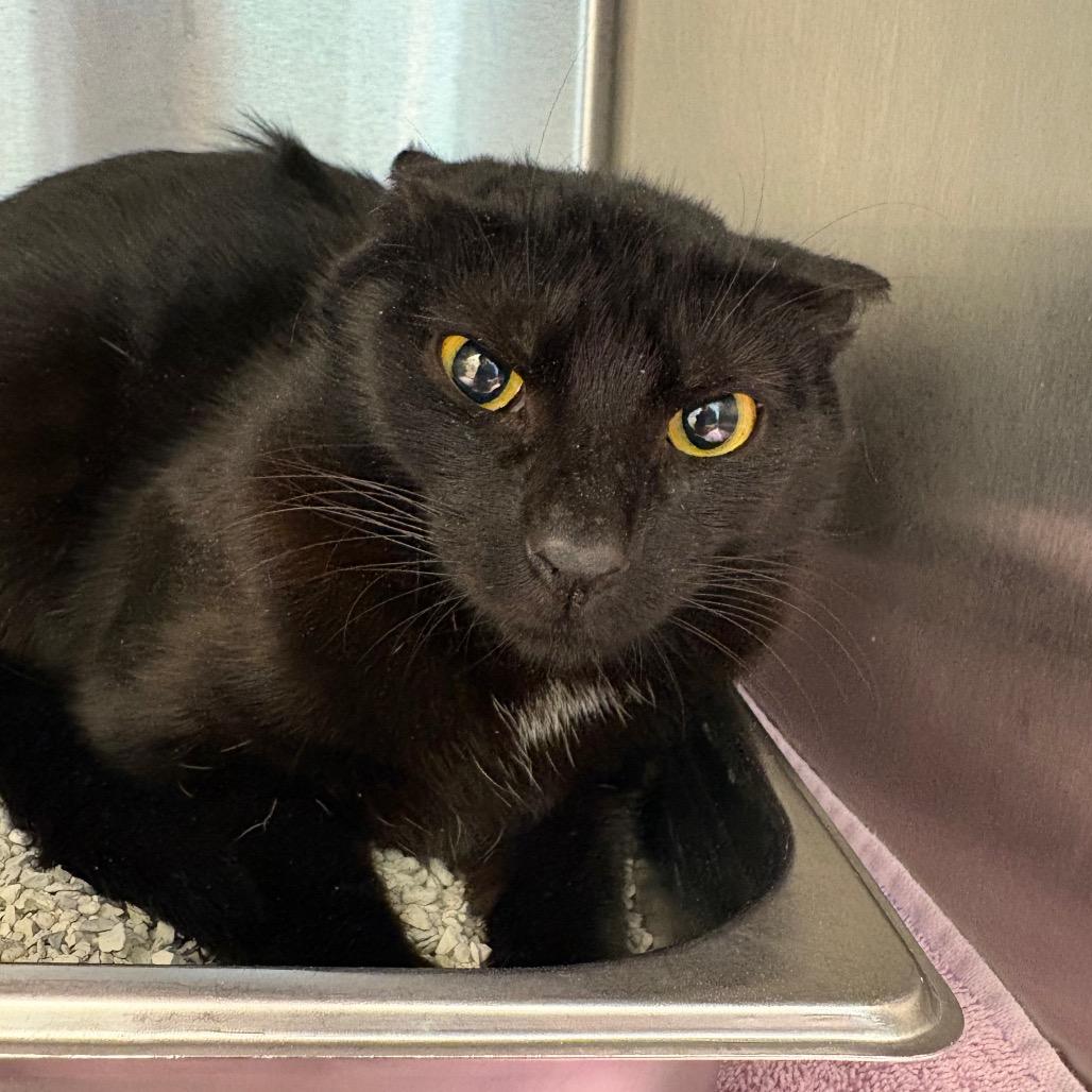 Enlarge Giggle Mcdimples, a Adoptable mixed breed in Englewood, FL image 4/6