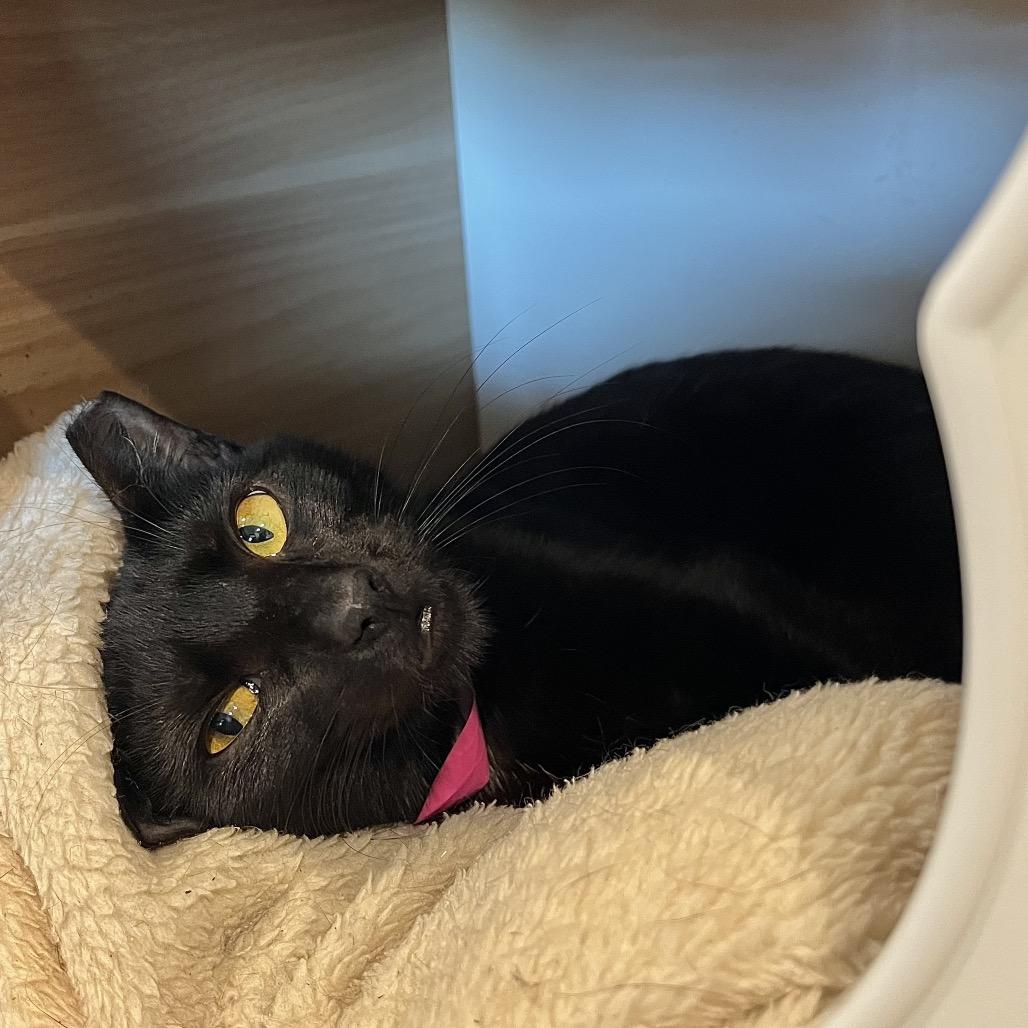 Enlarge Giggle Mcdimples, a Adoptable mixed breed in Englewood, FL image 5/6