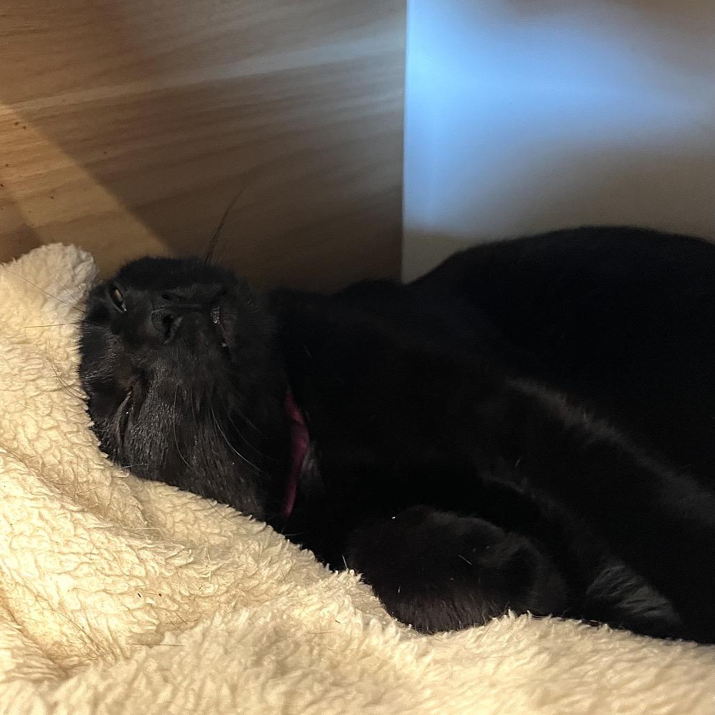 Enlarge Giggle Mcdimples, a Adoptable mixed breed in Englewood, FL image 6/6