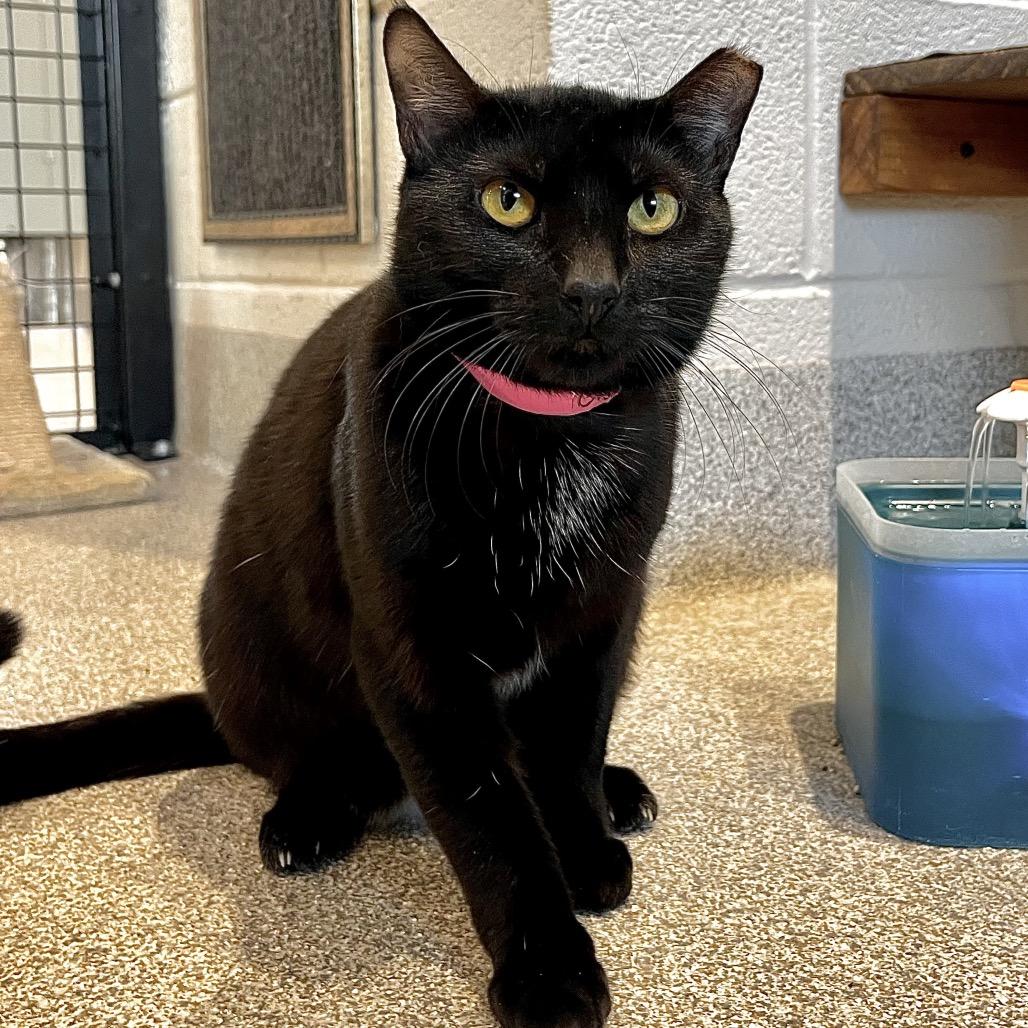Giggle Mcdimples, a Adoptable mixed breed in Englewood, FL image 6/6
