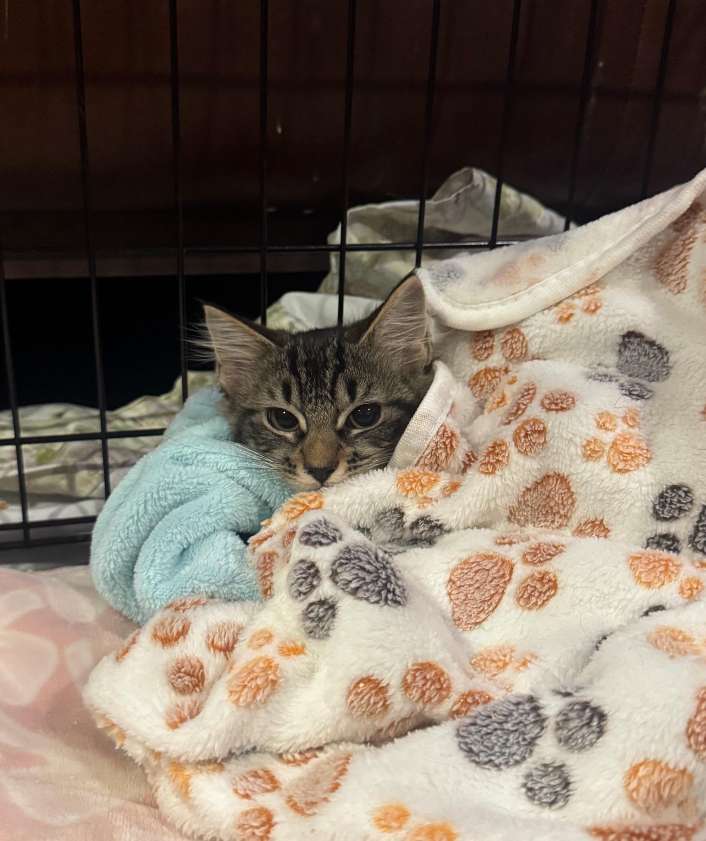 Enlarge Paulette, a Adoptable mixed breed in Syosset, NY image 2/6