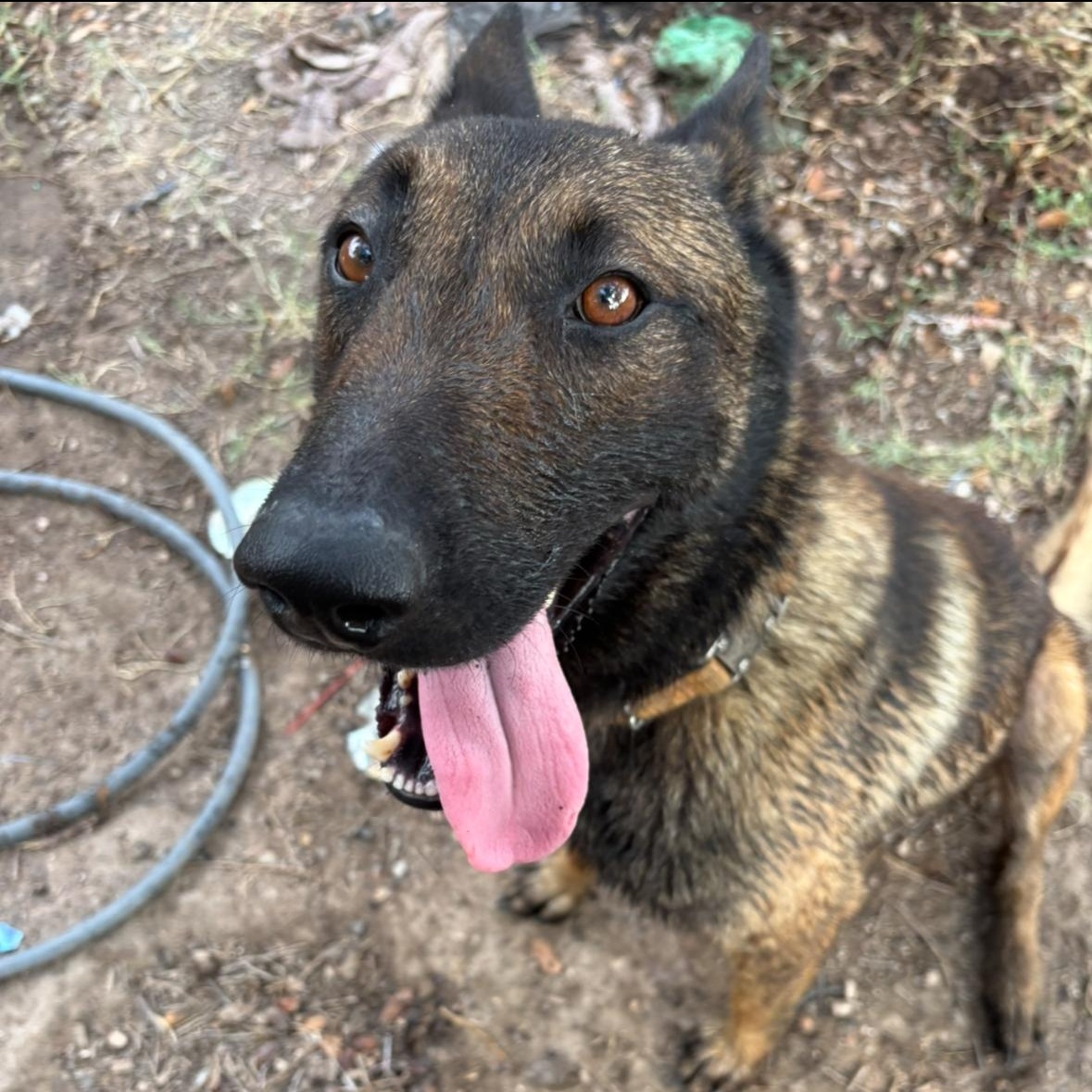 Niko — thumbnail 4